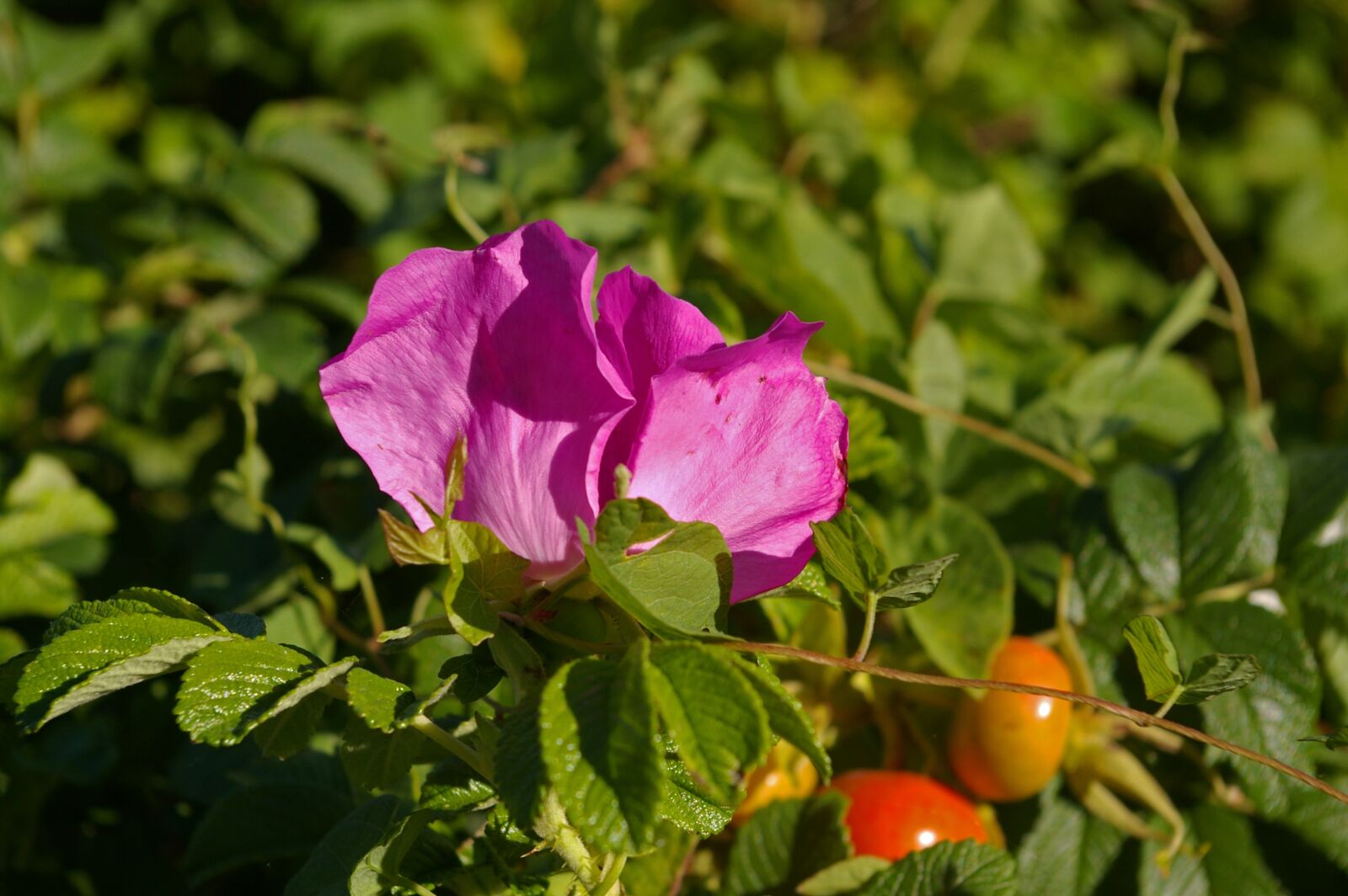 Pentax *ist DL2 sample photo. Wild rose, common peony photography