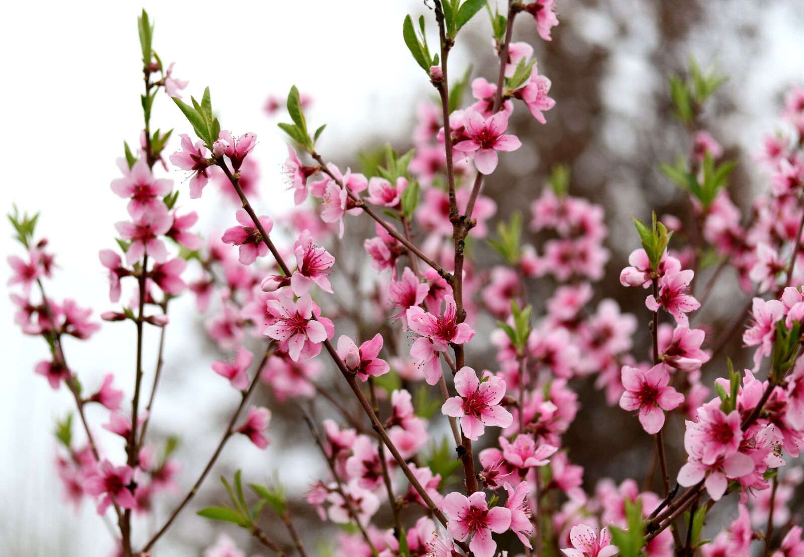 Canon EF-S 60mm F2.8 Macro USM sample photo. Flowers, pink, casey photography