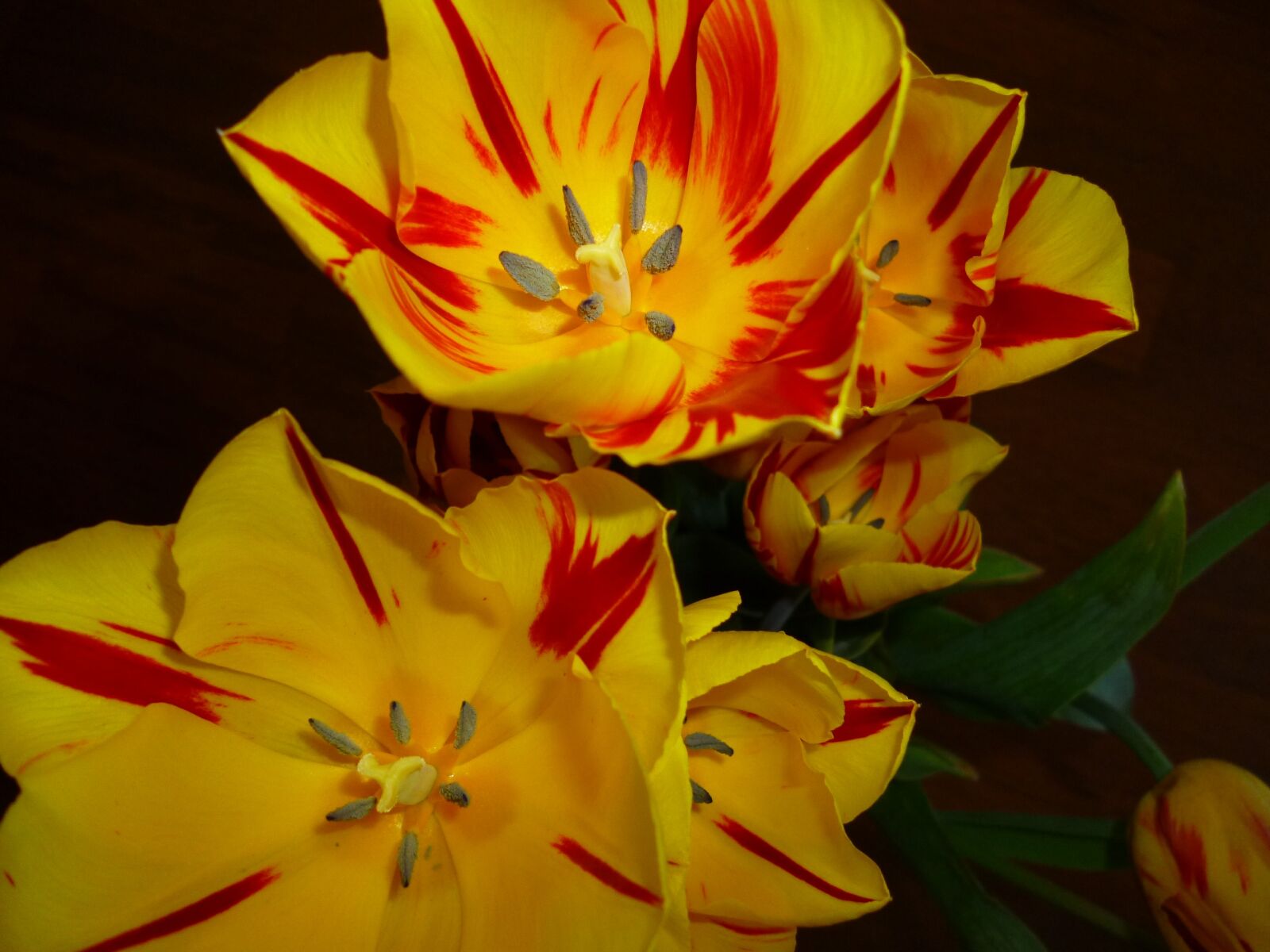 Panasonic DMC-FS16 sample photo. Flowers, tulips, spring photography