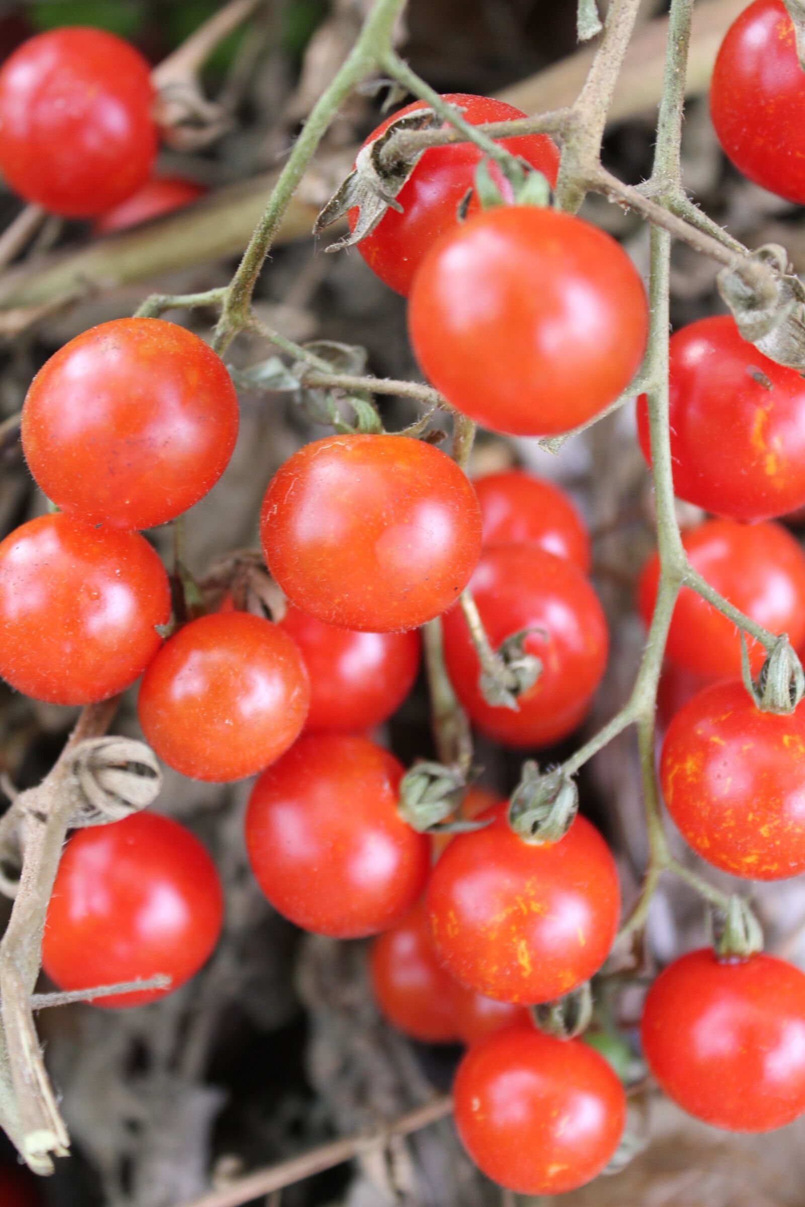 Canon EOS 550D (EOS Rebel T2i / EOS Kiss X4) sample photo. Tomatoes, red, food photography