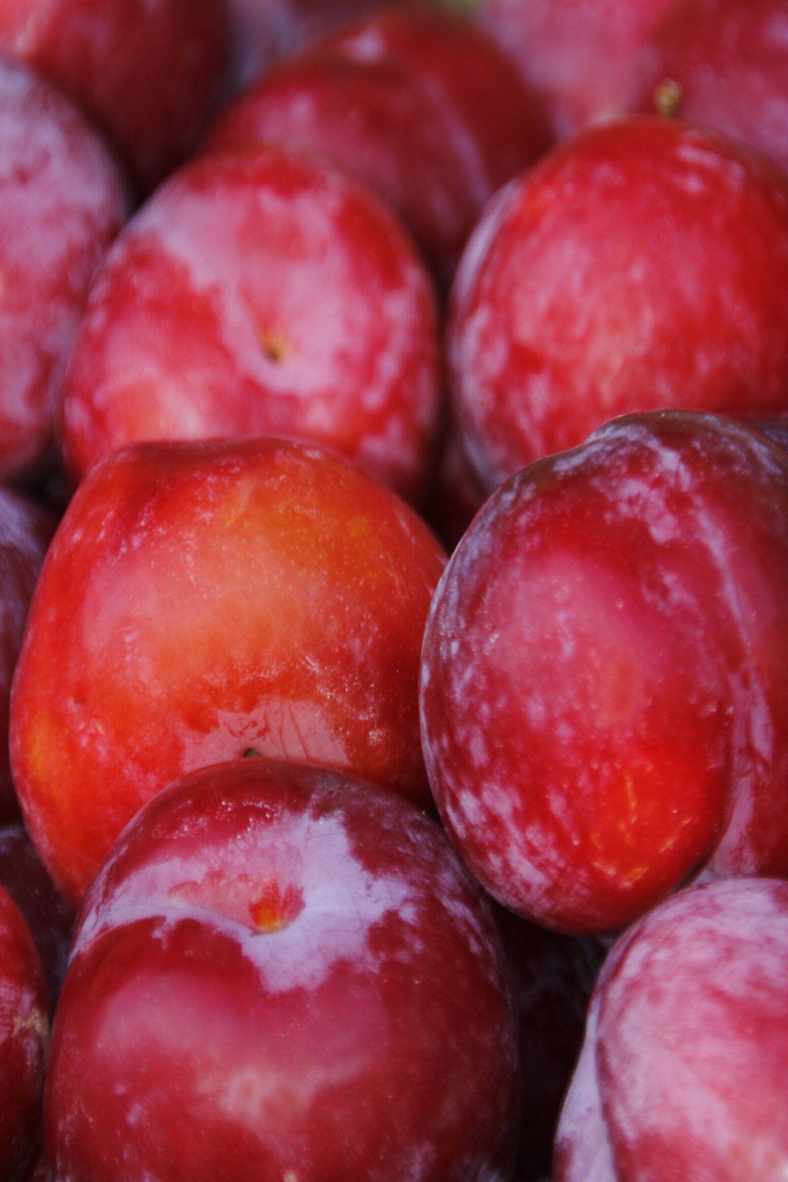 Canon EOS 60D sample photo. Fruit, plums, red plums photography