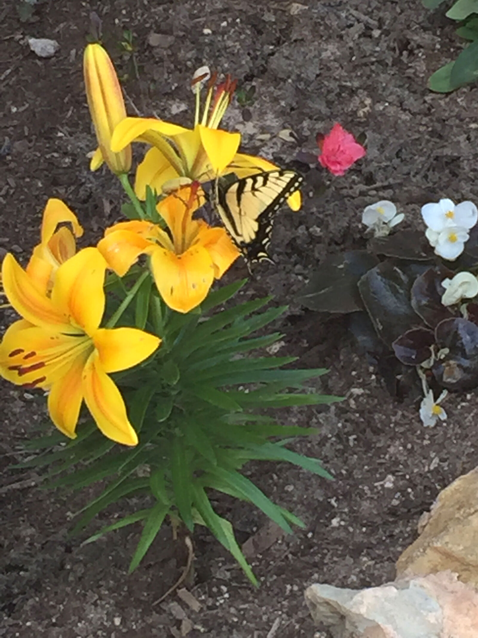 iPhone 6 back camera 4.15mm f/2.2 sample photo. Butterfly, daylily photography