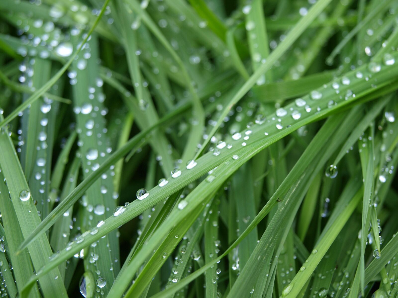 Olympus E-450 (EVOLT E-450) sample photo. Dew, grass, nature photography