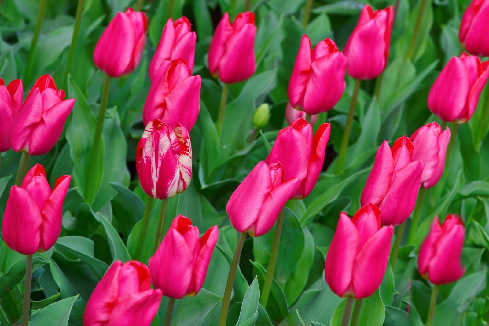 Nikon D3100 sample photo. Tulip, red, white photography