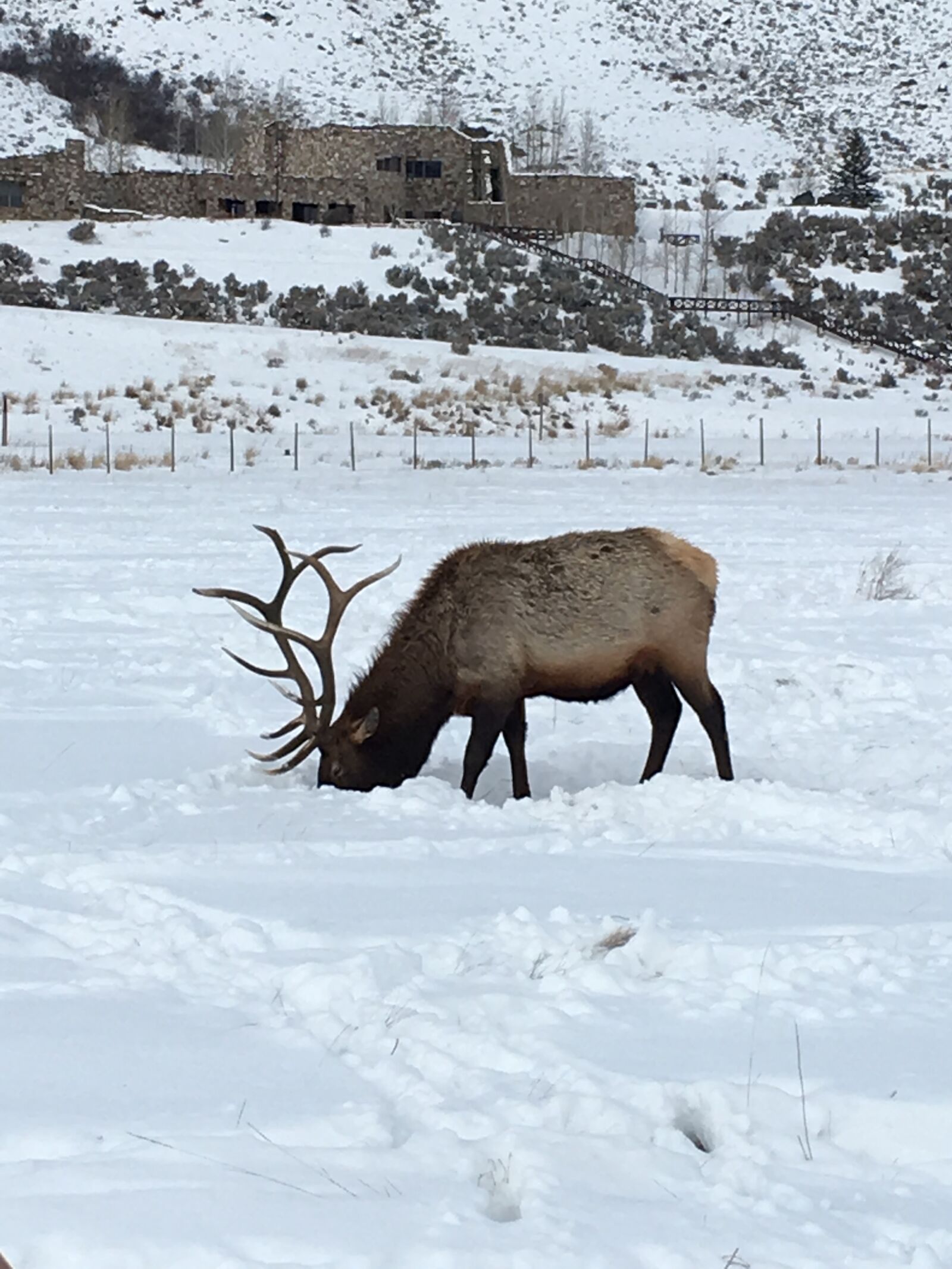 iPhone 6s back camera 4.15mm f/2.2 sample photo. Elk, snow, jackson hole photography