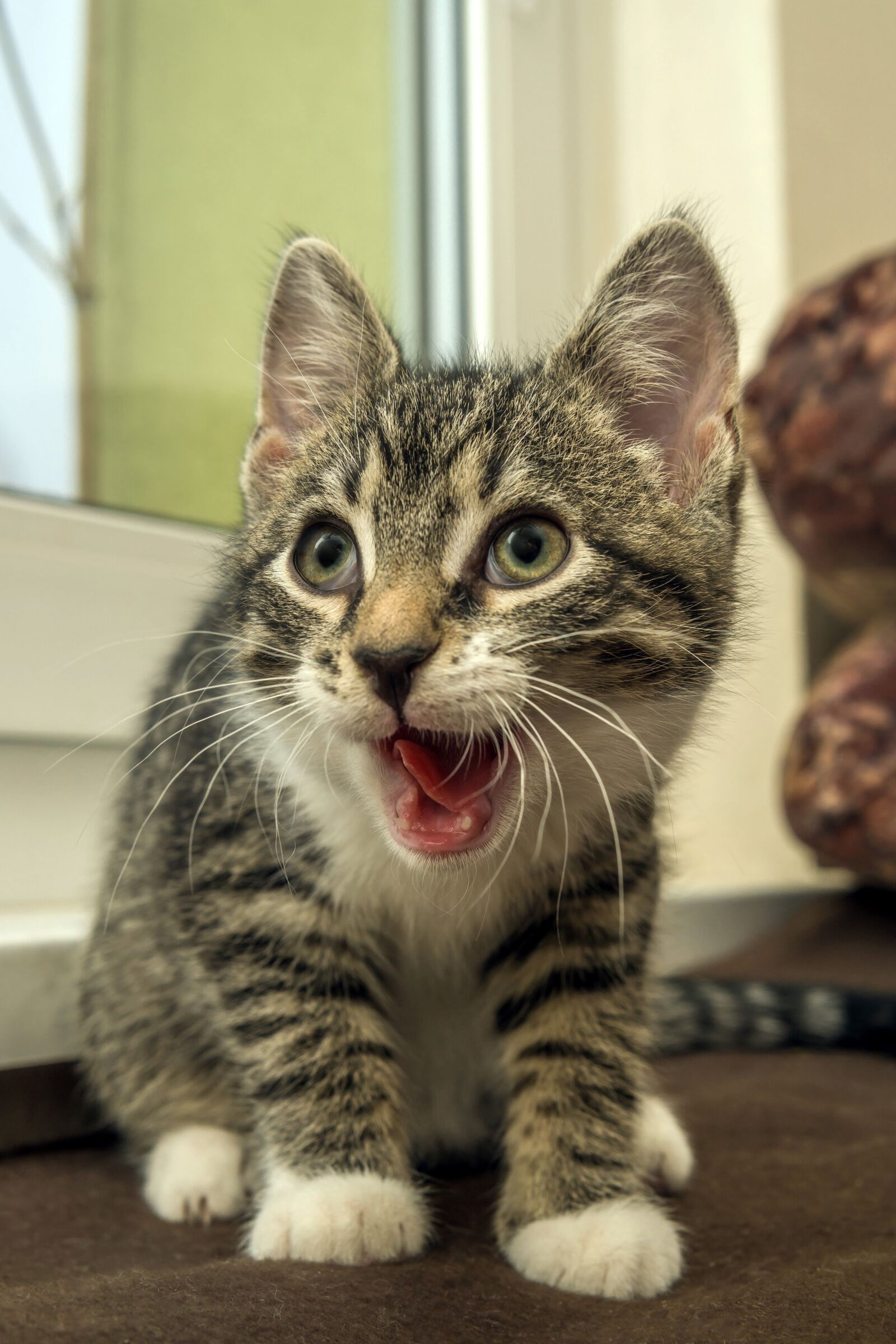 30mm F1.4 DC DN | Contemporary 016 sample photo. Cat, small, mackerel photography