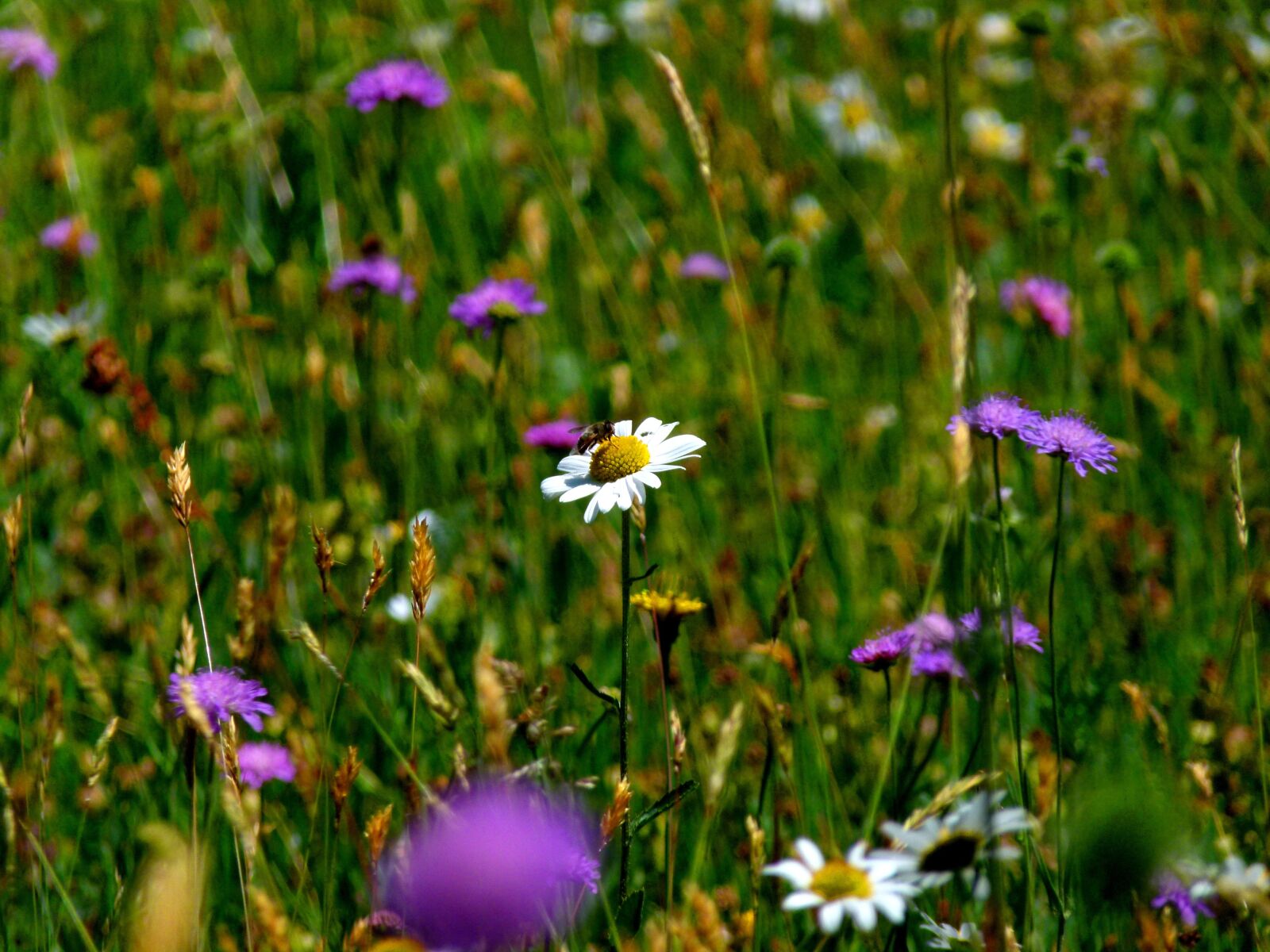 Panasonic Lumix DMC-FZ100 sample photo. Meadow, mood, nature photography