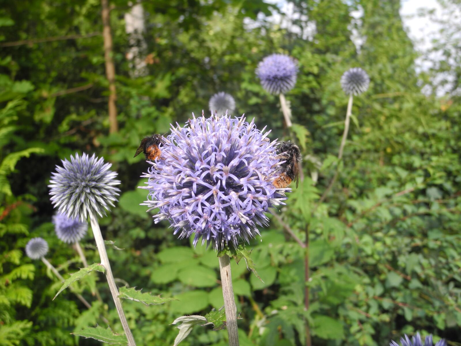 Nikon Coolpix P7100 sample photo. Globe thistle, bees, purple photography