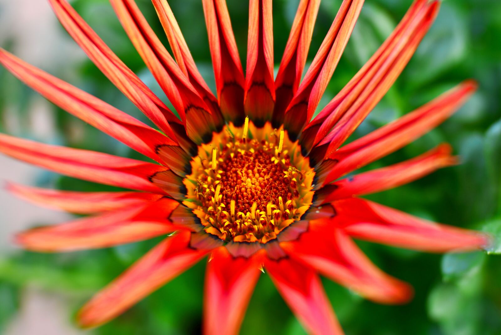 Nikon D600 sample photo. Gazania, flower, bloom photography