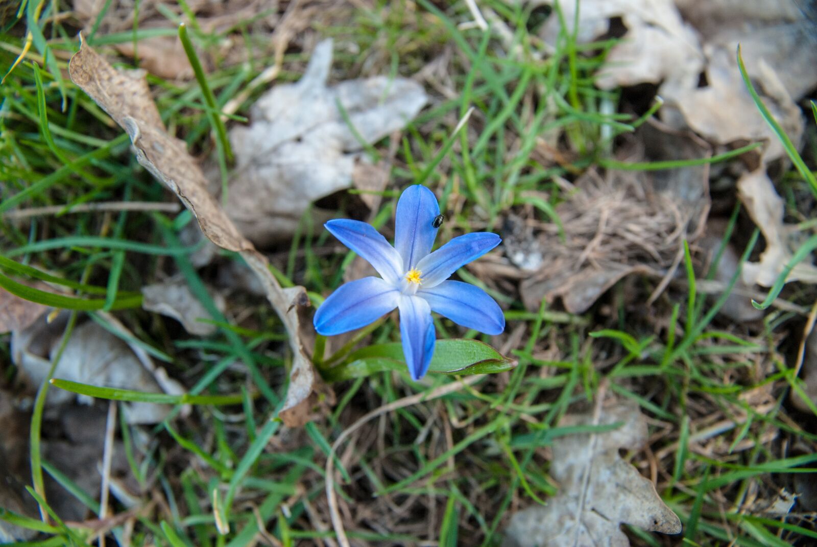 Nikon D80 sample photo. Nature, plant, flower photography