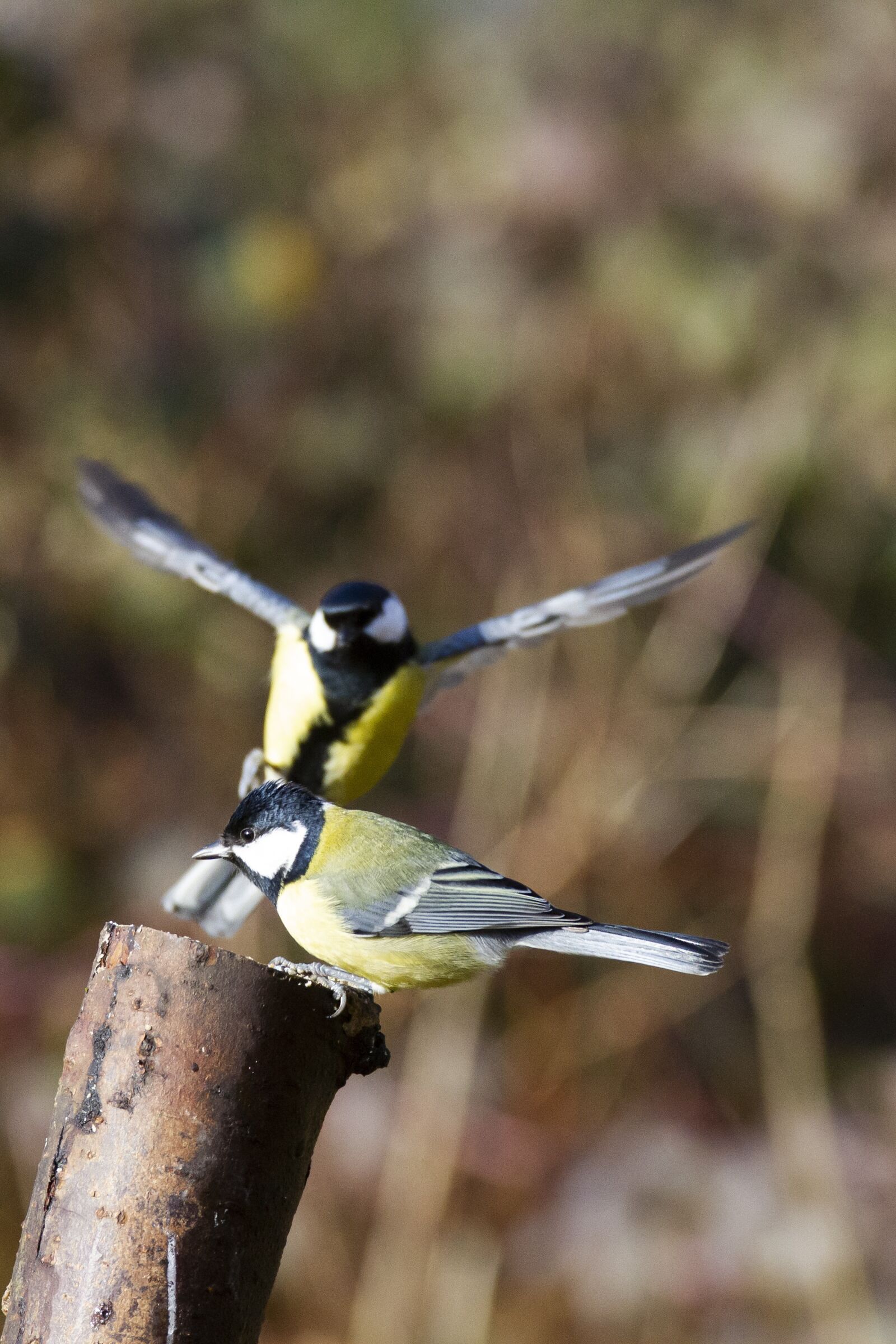 Canon EOS 7D sample photo. Tit, coal tit, bird photography