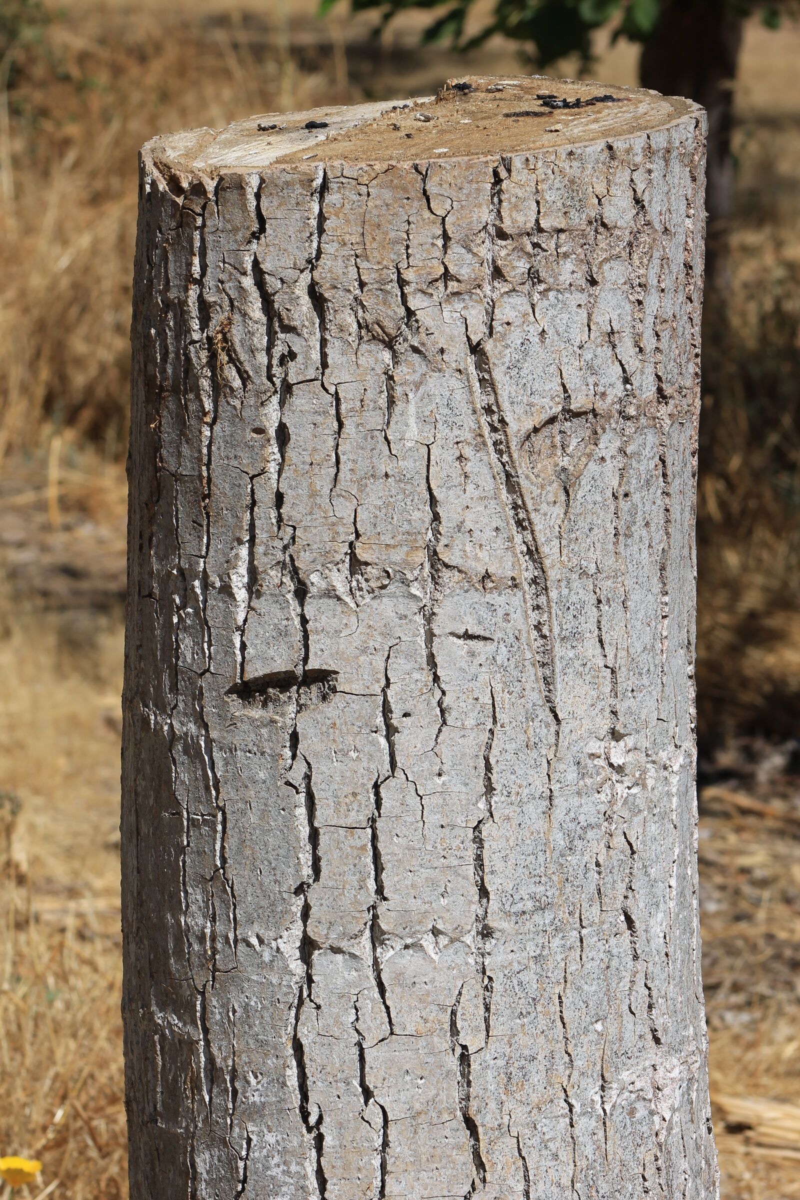 Canon EOS 1100D (EOS Rebel T3 / EOS Kiss X50) sample photo. Trunk, wood, texture photography