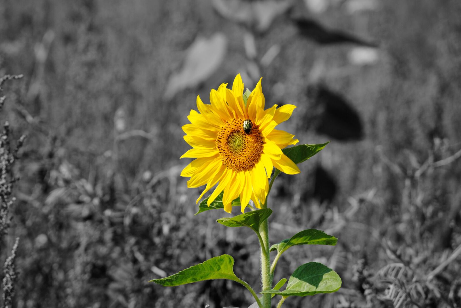 Nikon D3000 sample photo. Sunflower, beetle, field photography