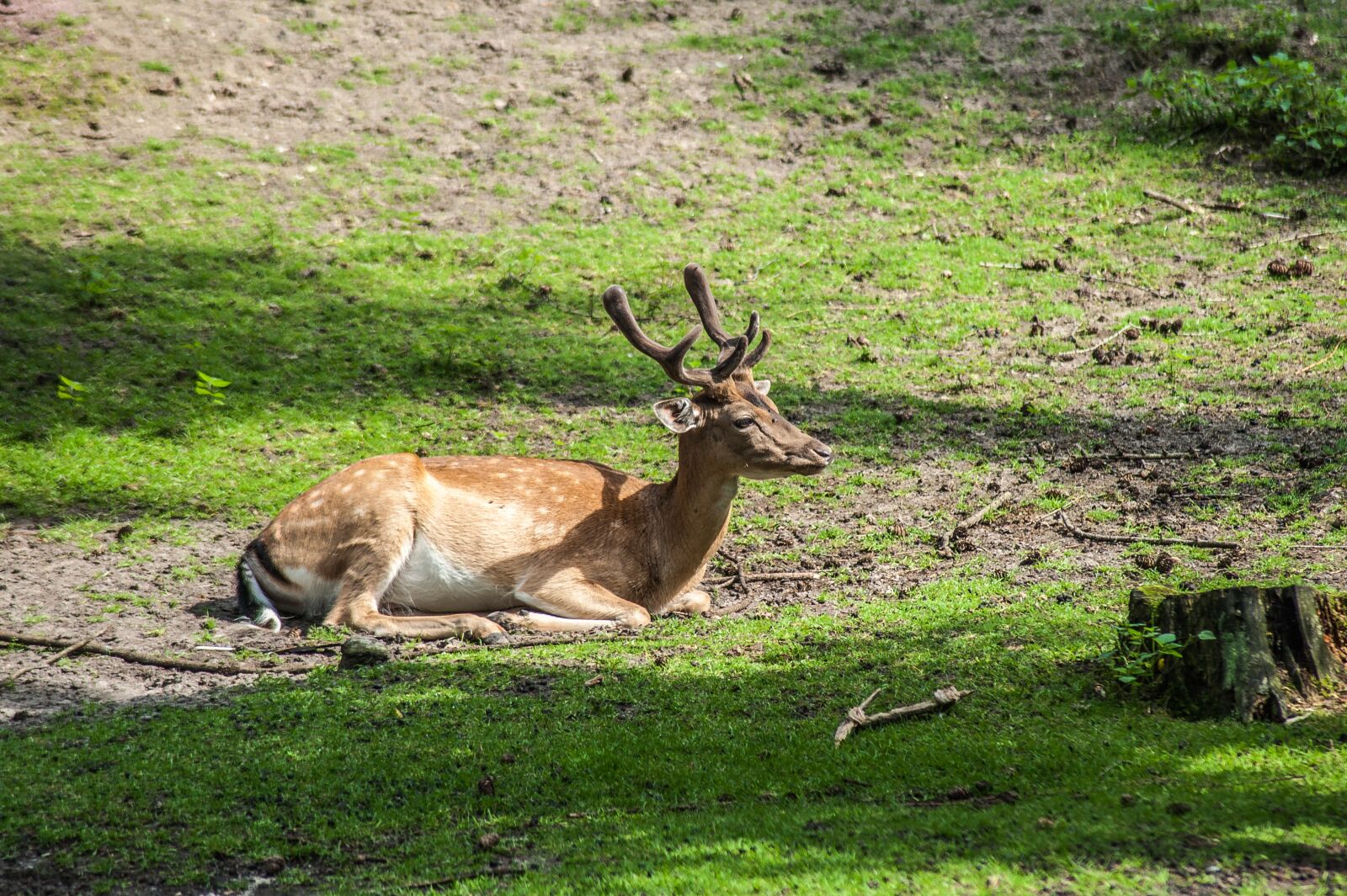 Nikon D700 sample photo. Damm wild, horns, lying photography