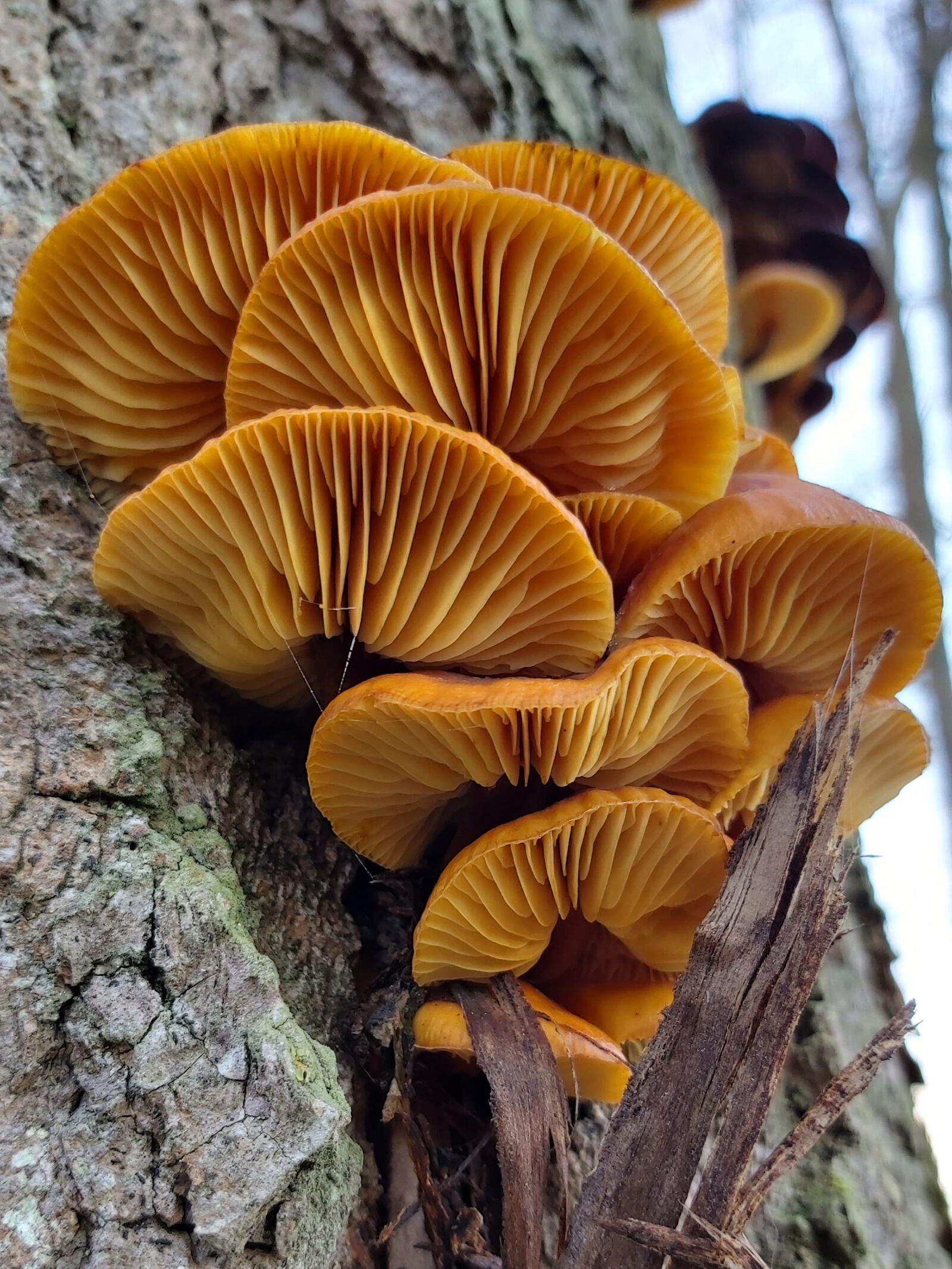 Samsung Galaxy A70 sample photo. Mushrooms, tree fungi, edible photography
