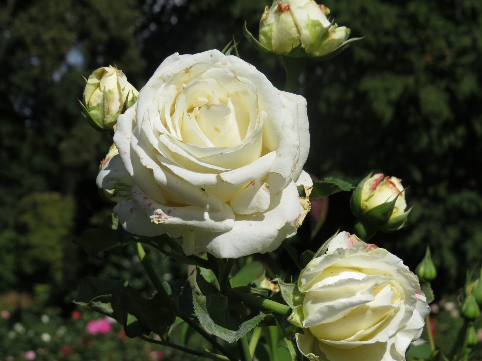 Canon PowerShot SX50 HS sample photo. Rose, flower, park photography