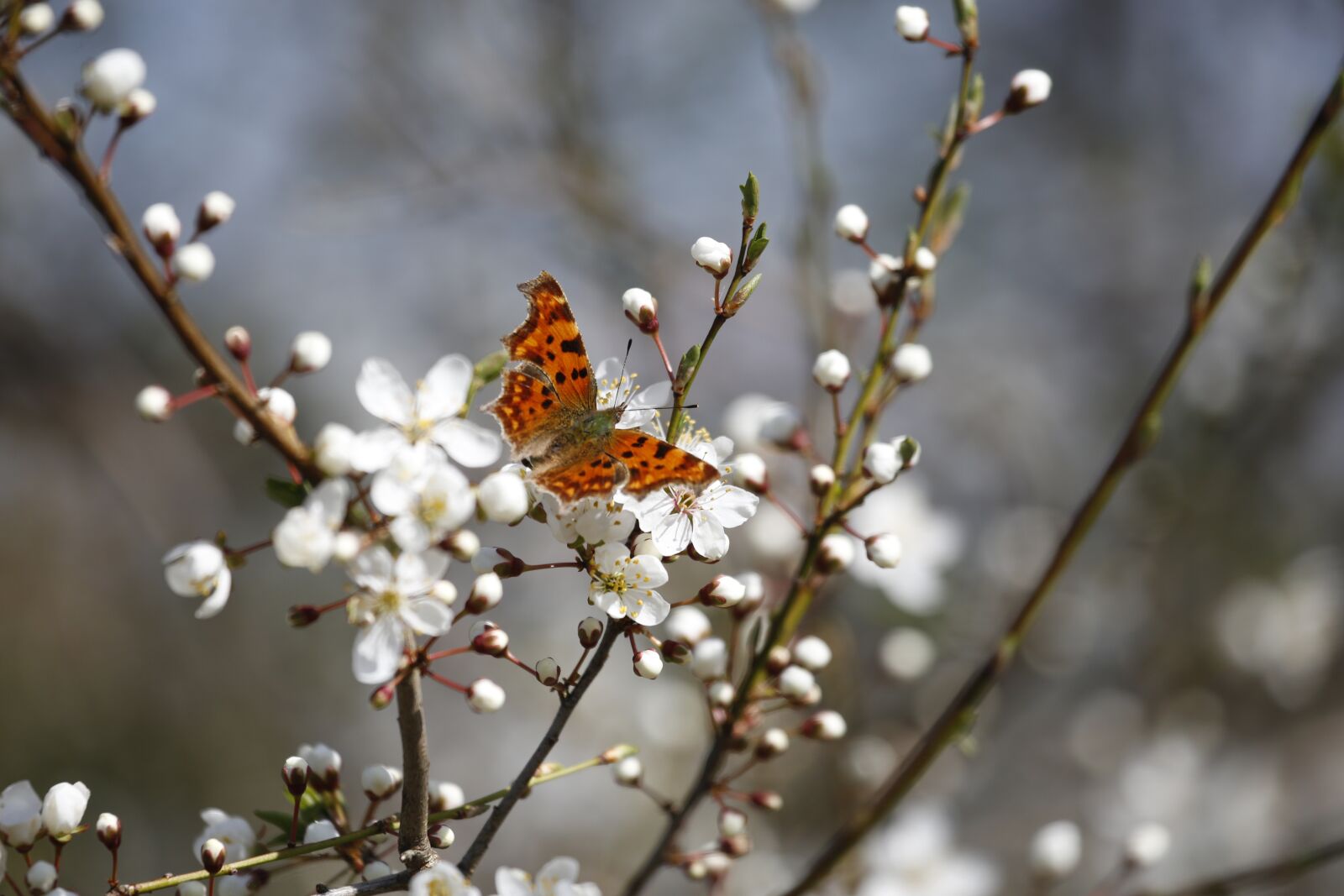 Canon EF 100-400mm F4.5-5.6L IS USM sample photo. Flowers, butterfly, insect photography