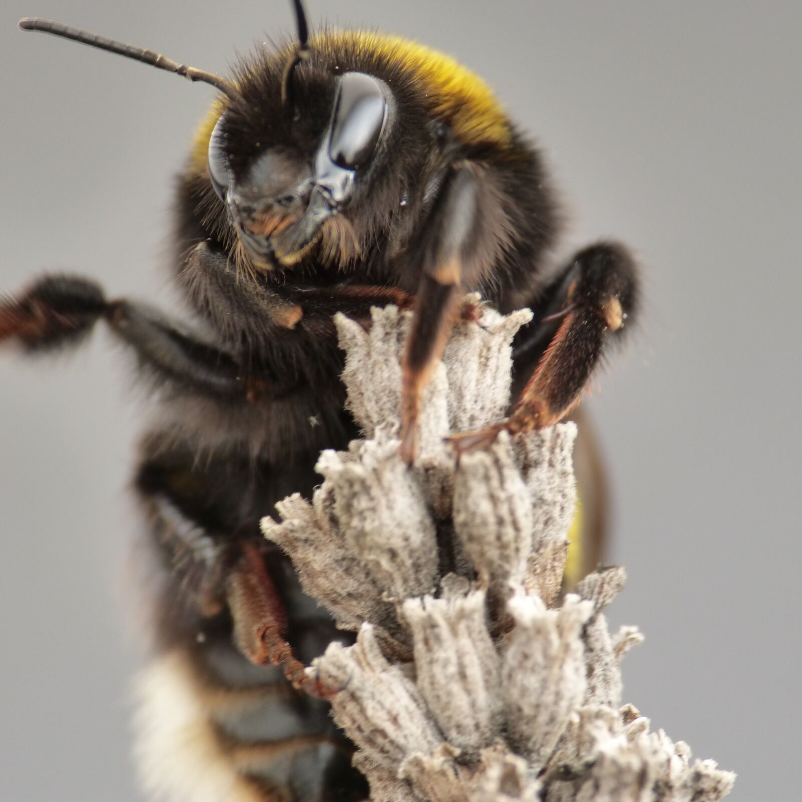 Panasonic DMC-FZ62 sample photo. Bee, hummel, insect photography