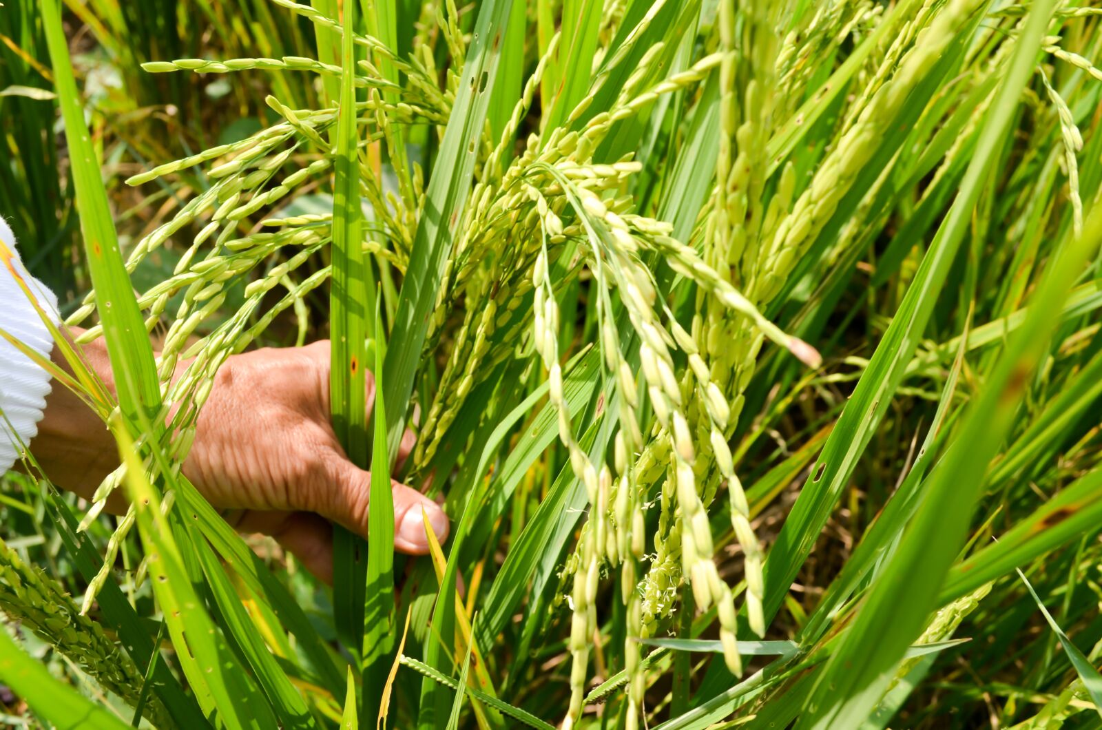 Nikon D5100 sample photo. Rice, field, vietnam photography