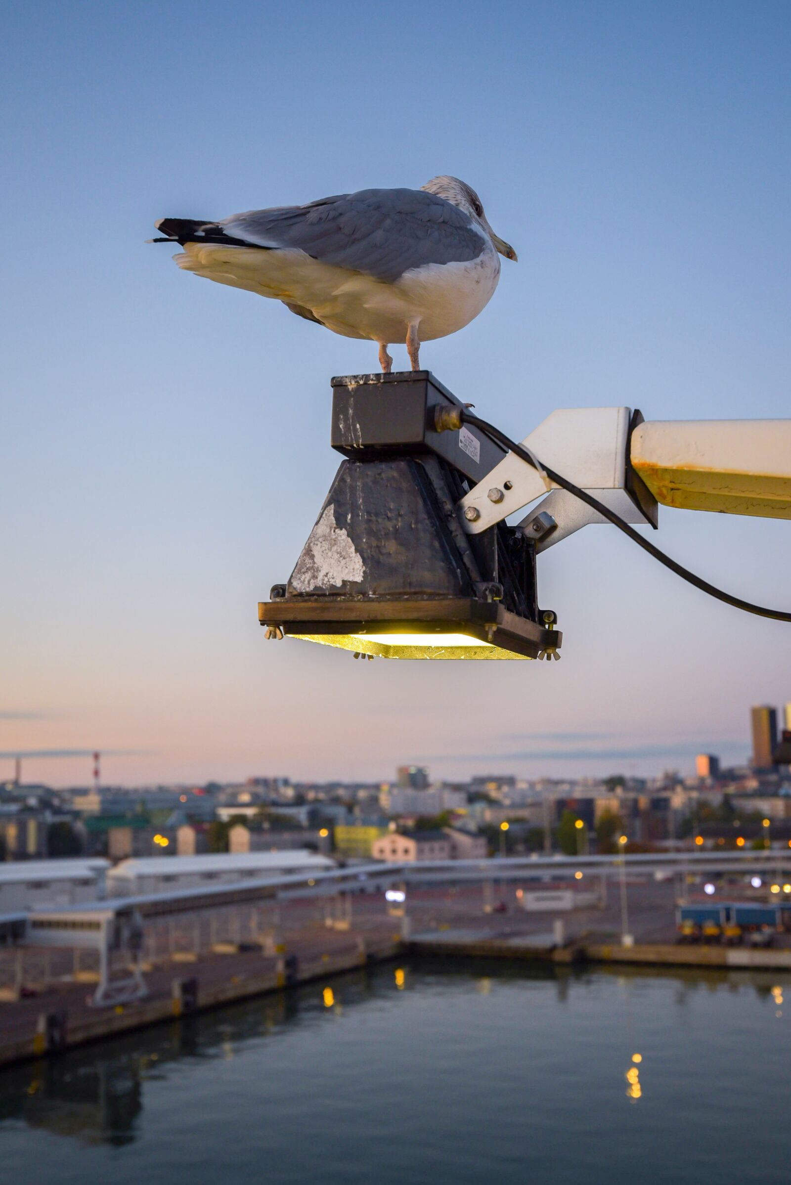 Nikon D750 sample photo. Seagull, bird, sea photography