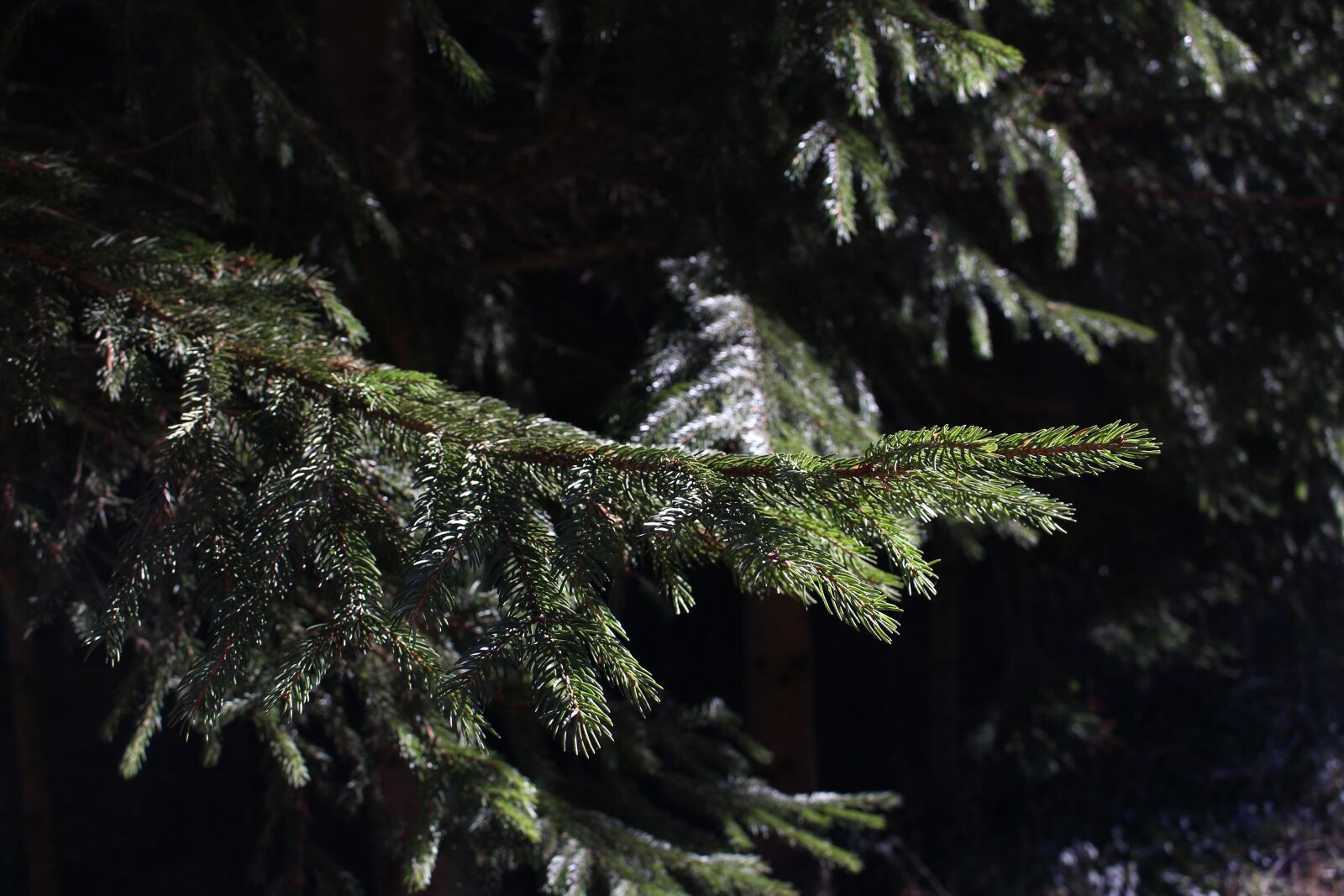 Canon EOS 700D (EOS Rebel T5i / EOS Kiss X7i) sample photo. Forest, green, nature photography