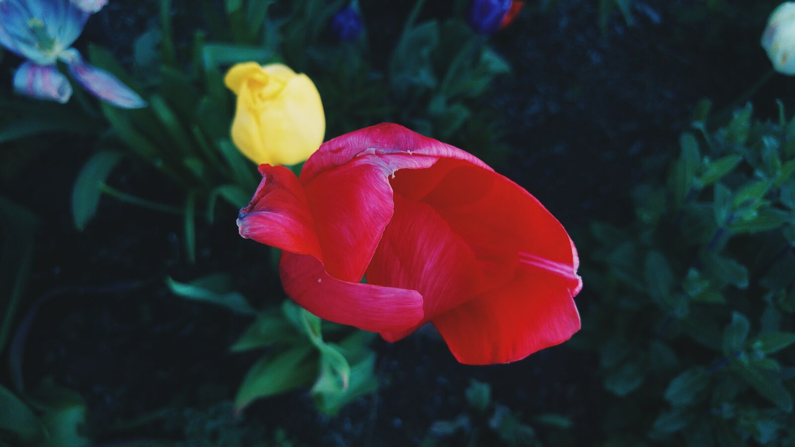 LG G5 sample photo. Rose, bloom, red photography