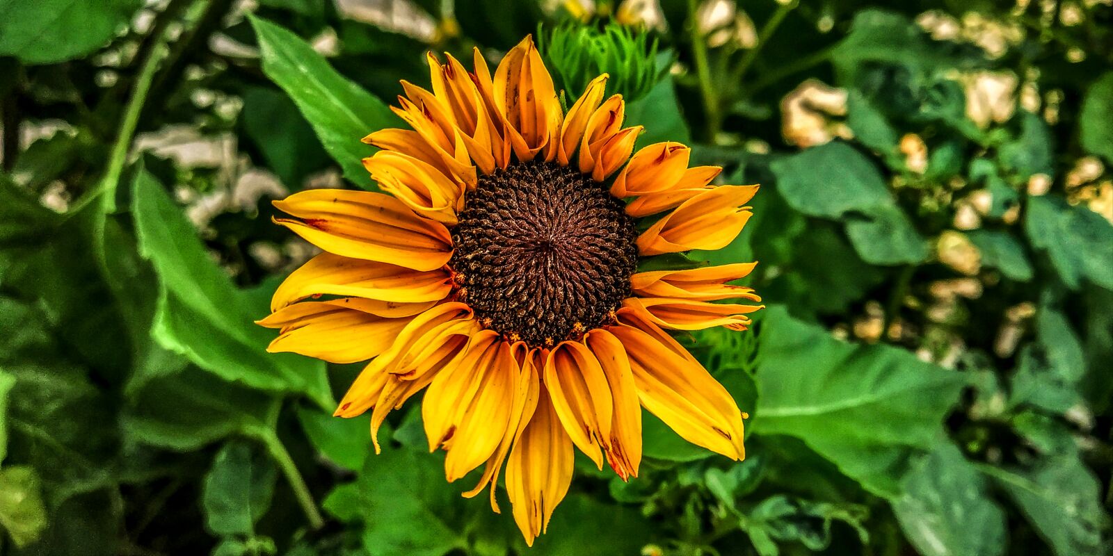 Xiaomi Redmi Note 5 Pro sample photo. Sunflower, leafs, leave photography
