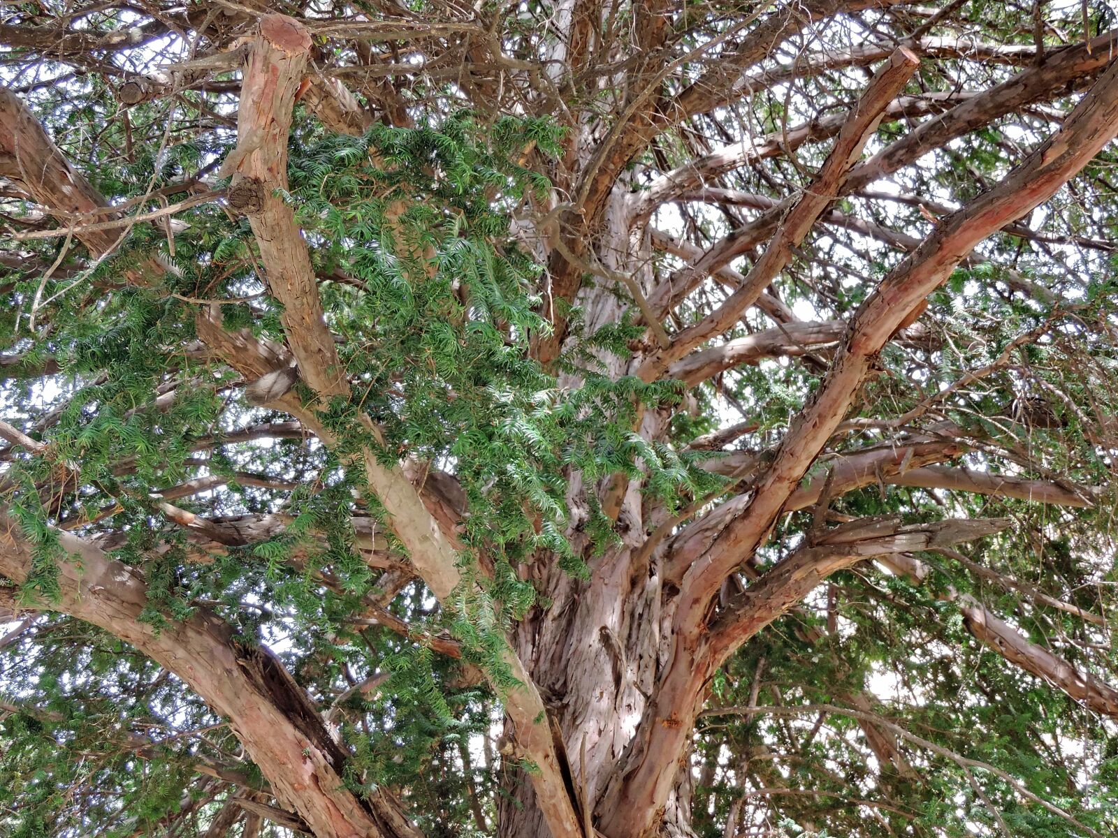 Nikon Coolpix P520 sample photo. Nature, bark, shrub, wood photography