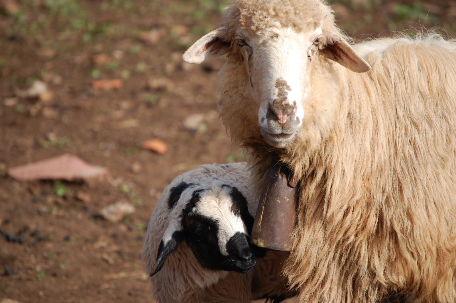 Nikon D40 sample photo. Nature, sheep, flock photography