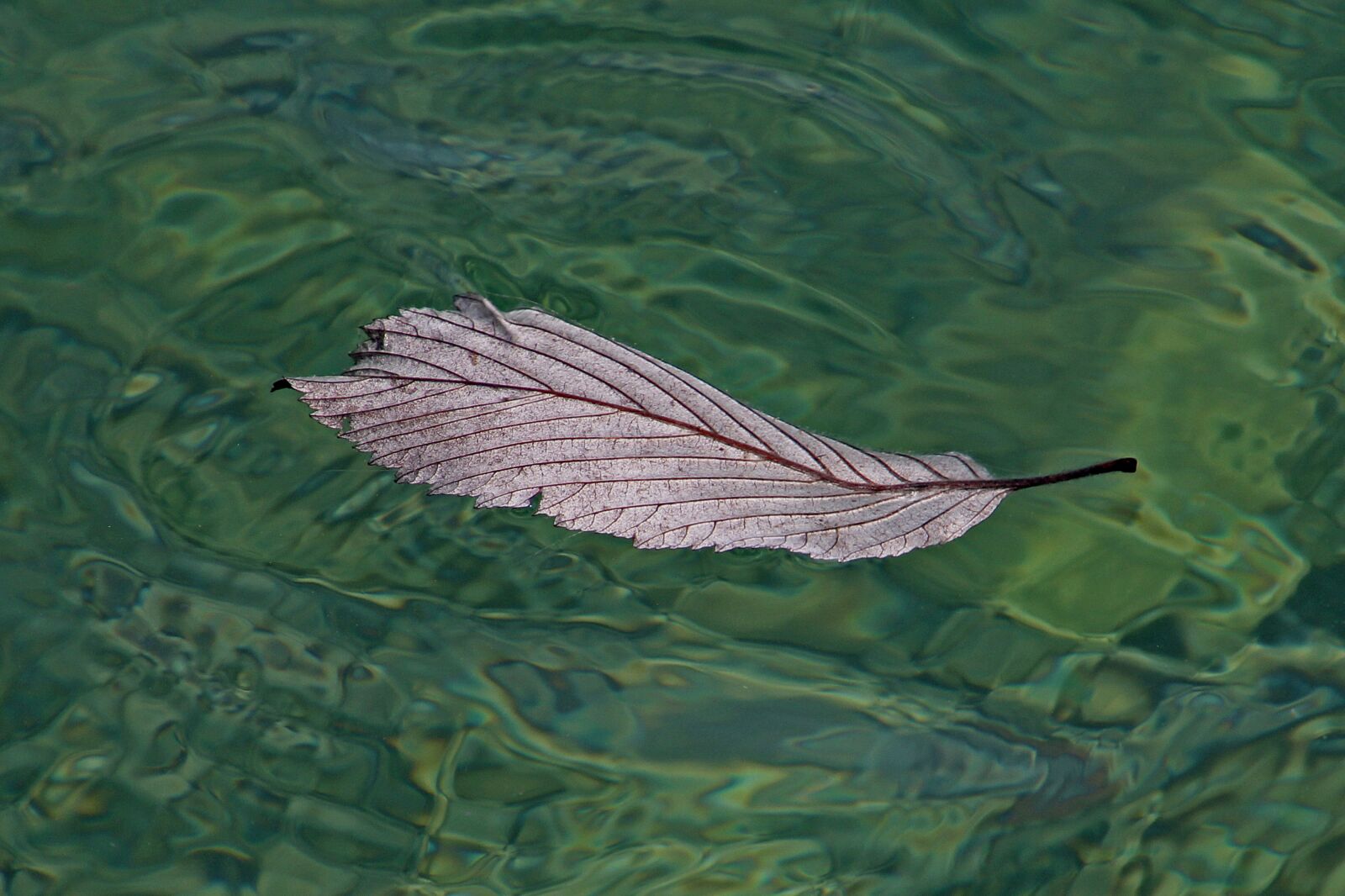 Canon EOS 60D + Tamron 16-300mm F3.5-6.3 Di II VC PZD Macro sample photo. Plansee, water, leaf photography