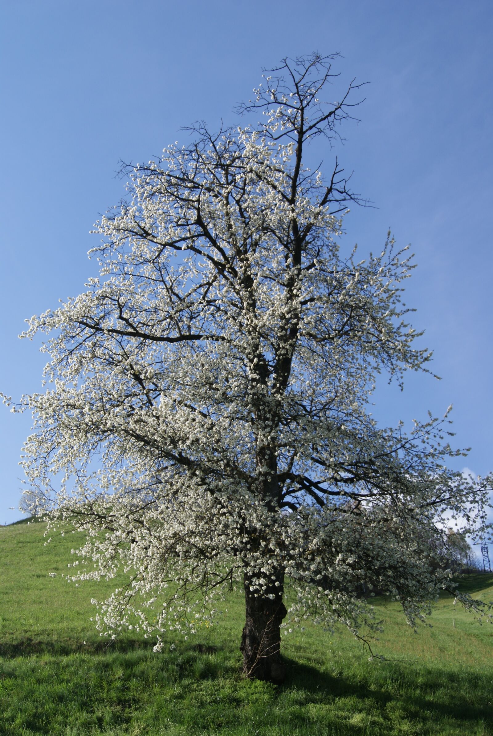 Sony Alpha DSLR-A300 sample photo. Cherry tree, blossom, bloom photography