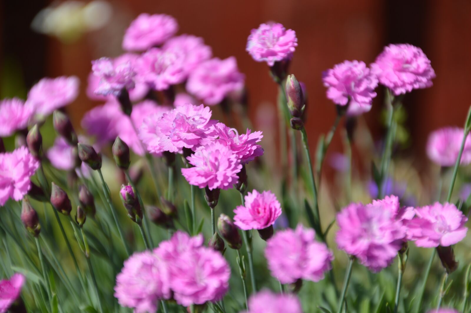 Nikon D3200 sample photo. Flower, pink, violet photography