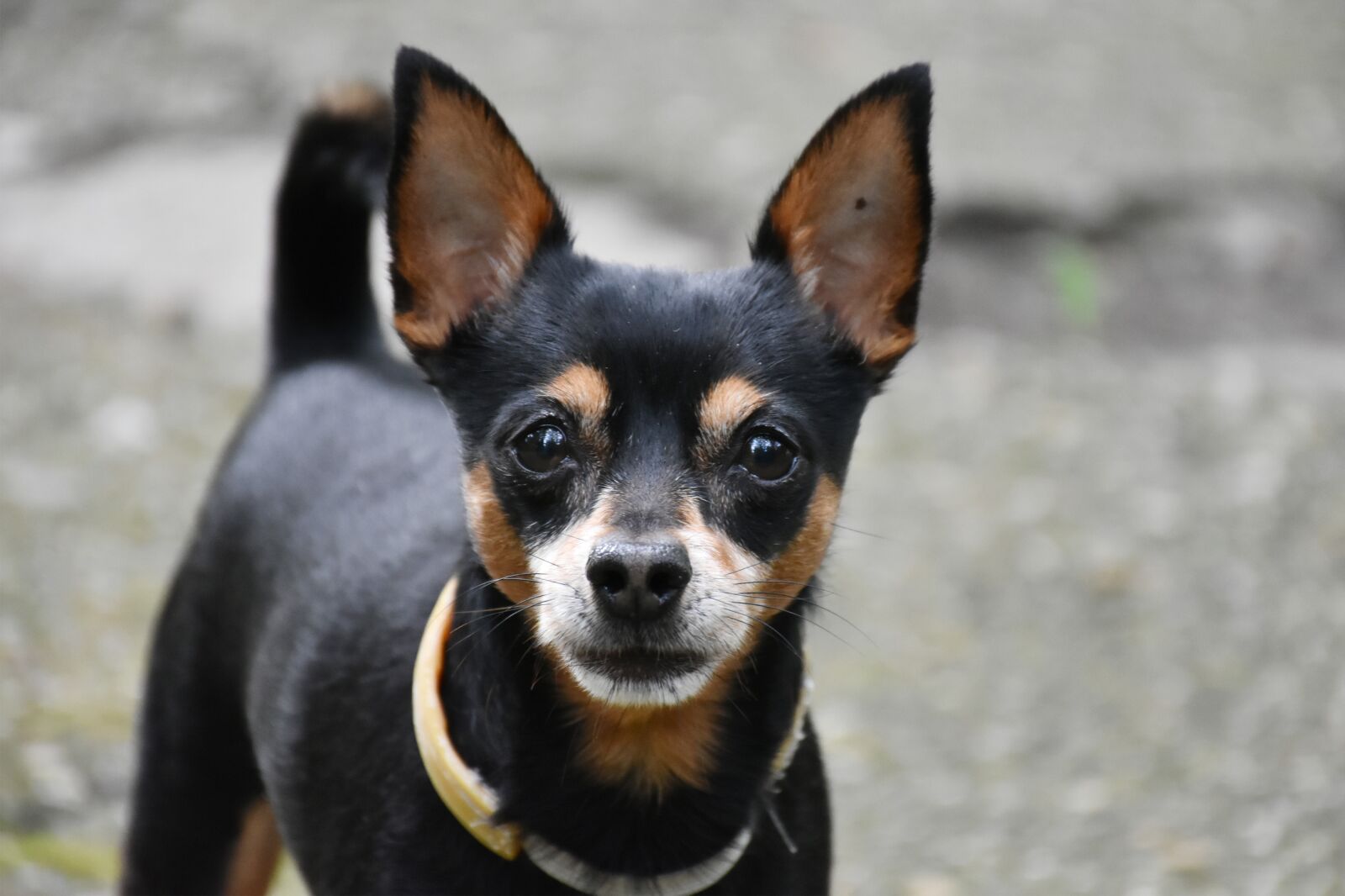 Nikon D7200 sample photo. Doggy, dog, attention photography