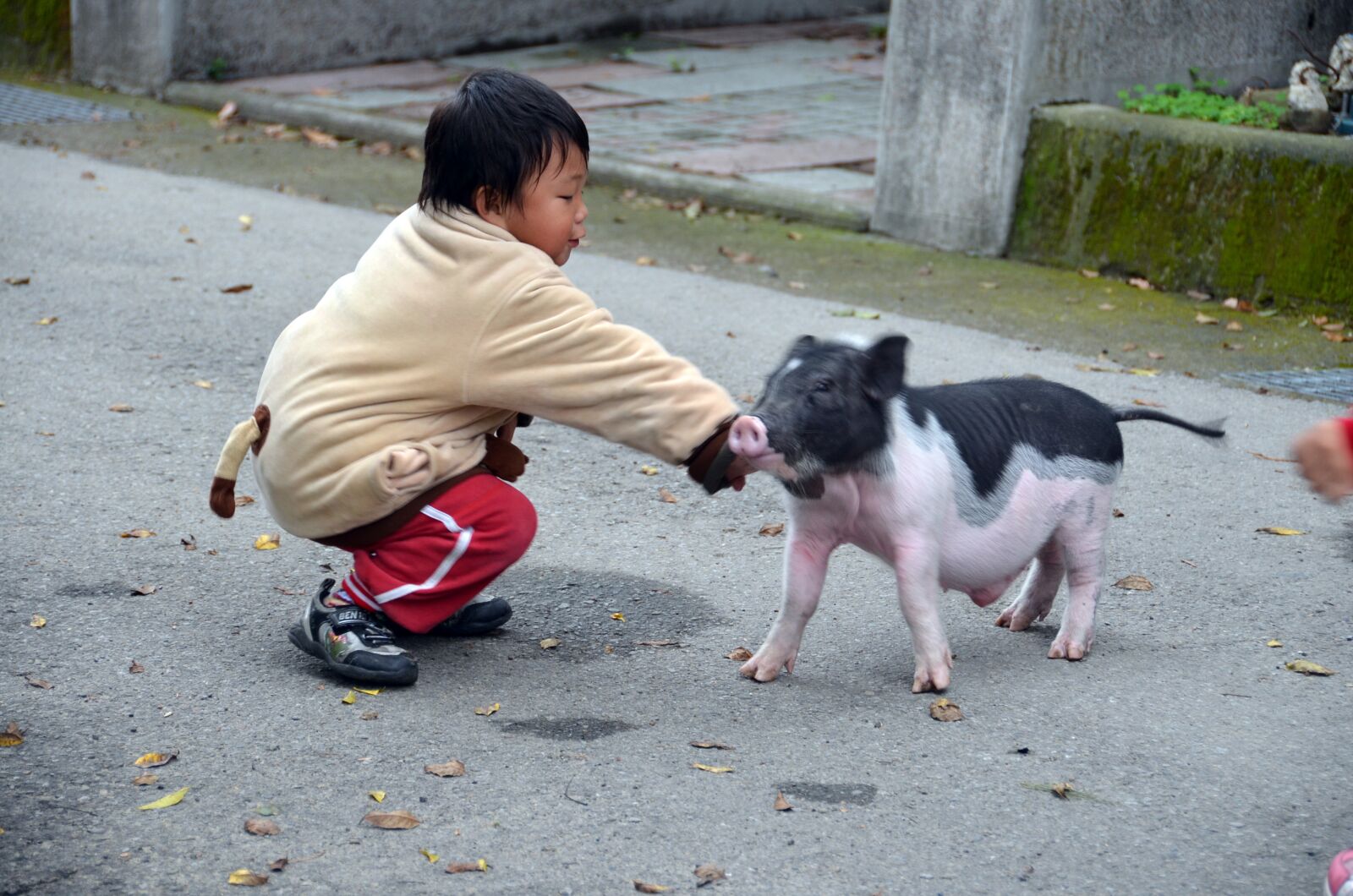 Nikon D5100 sample photo. Pig, child, kawaii photography