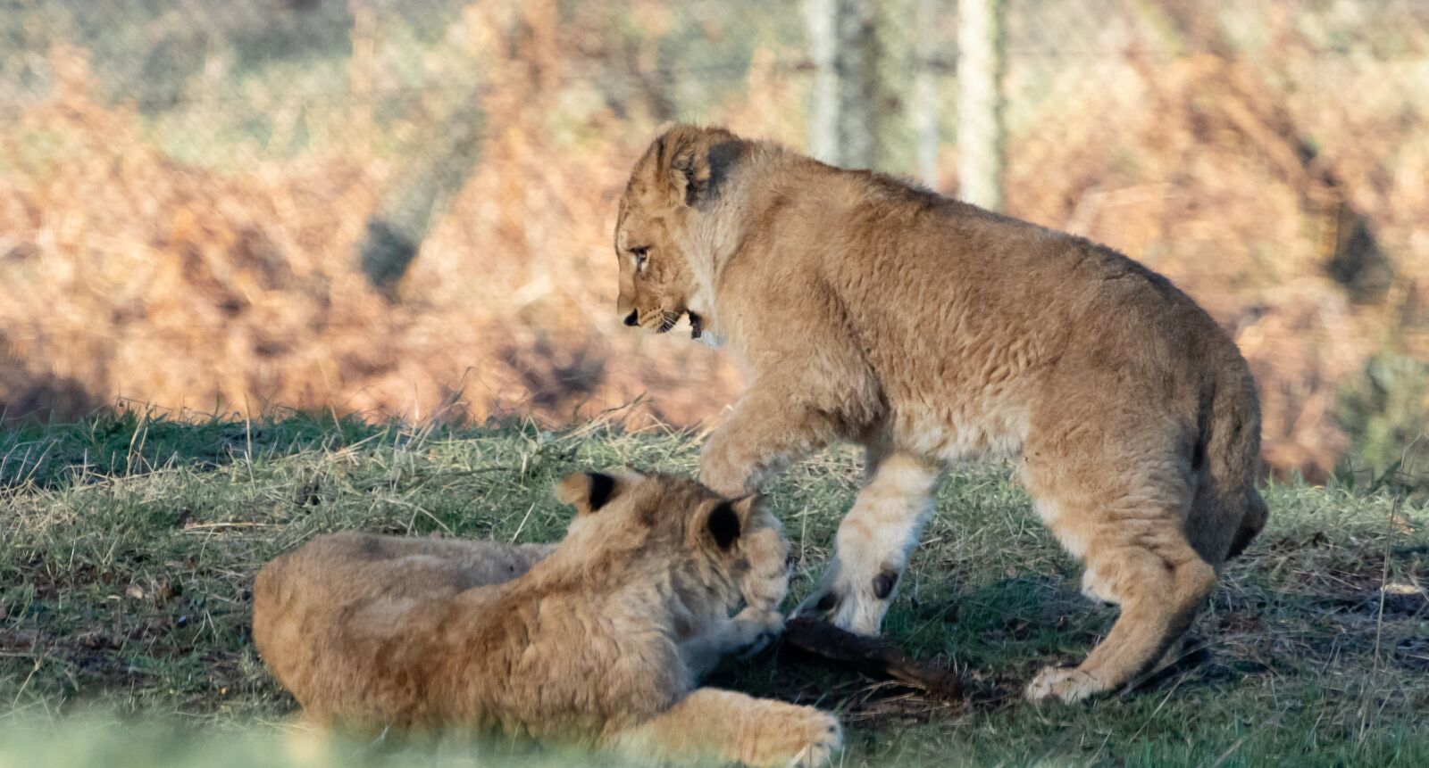 Canon EOS 7D Mark II sample photo. Lion cub, baby lion photography