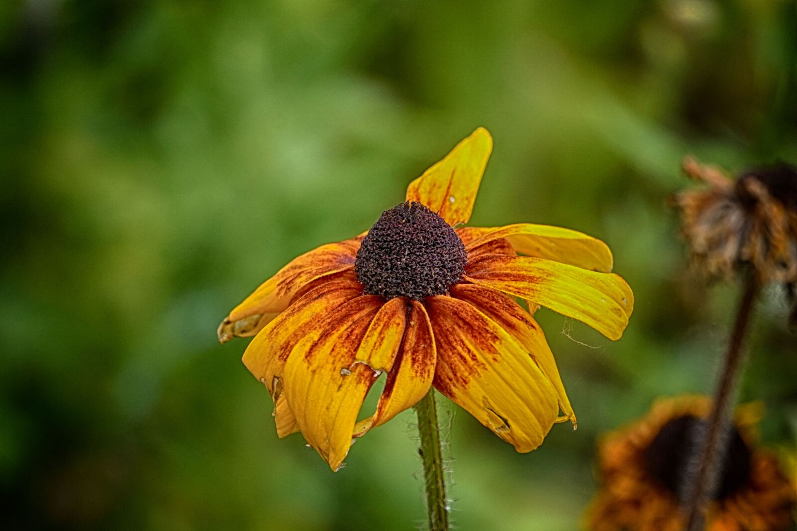 Sony E 55-210mm F4.5-6.3 OSS sample photo. Botanique, fleur, flore, orange photography