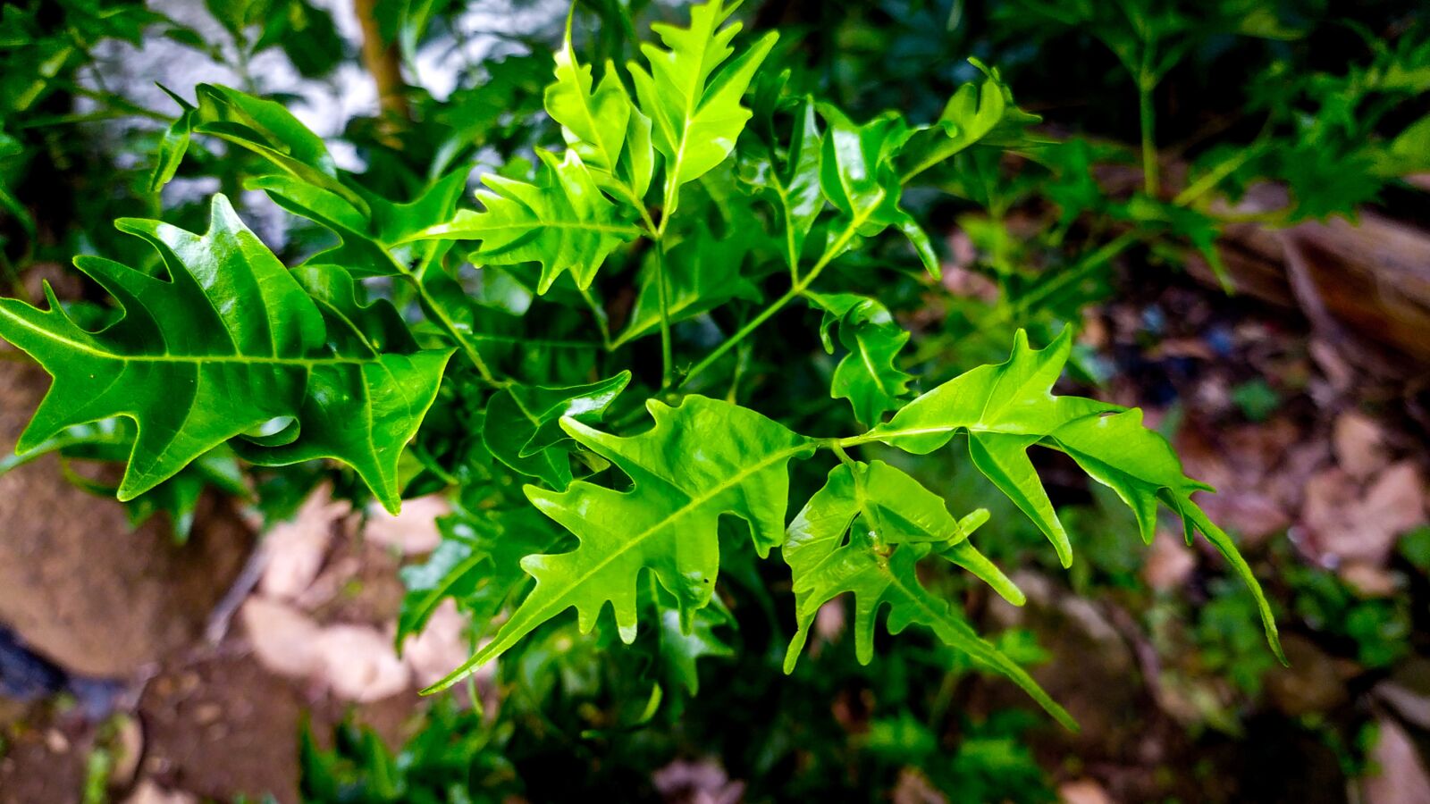 Xiaomi Redmi Note 8 sample photo. Leaf, little leaf, green photography