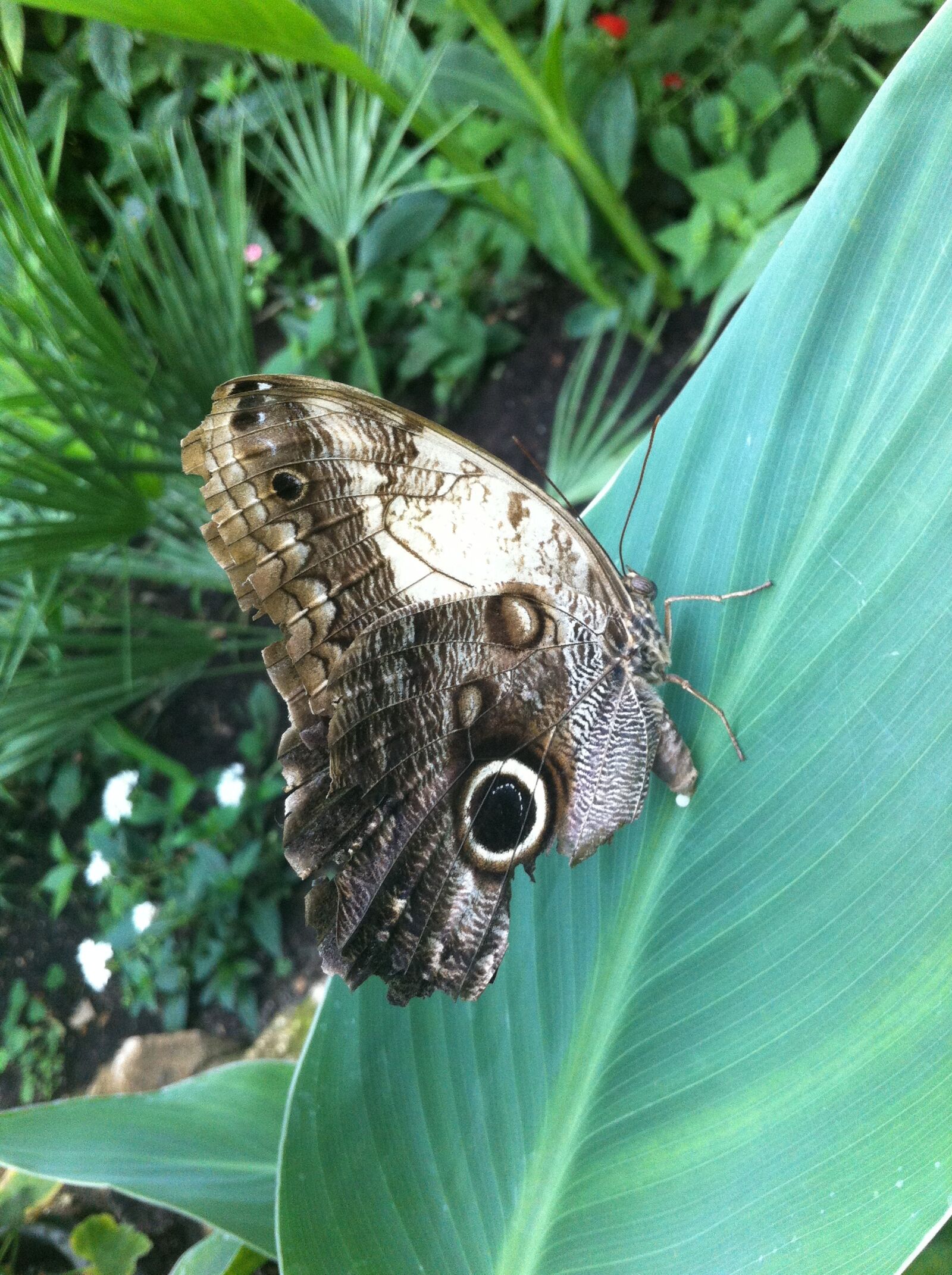 Apple iPhone 4 sample photo. Butterfly, england, vacations photography