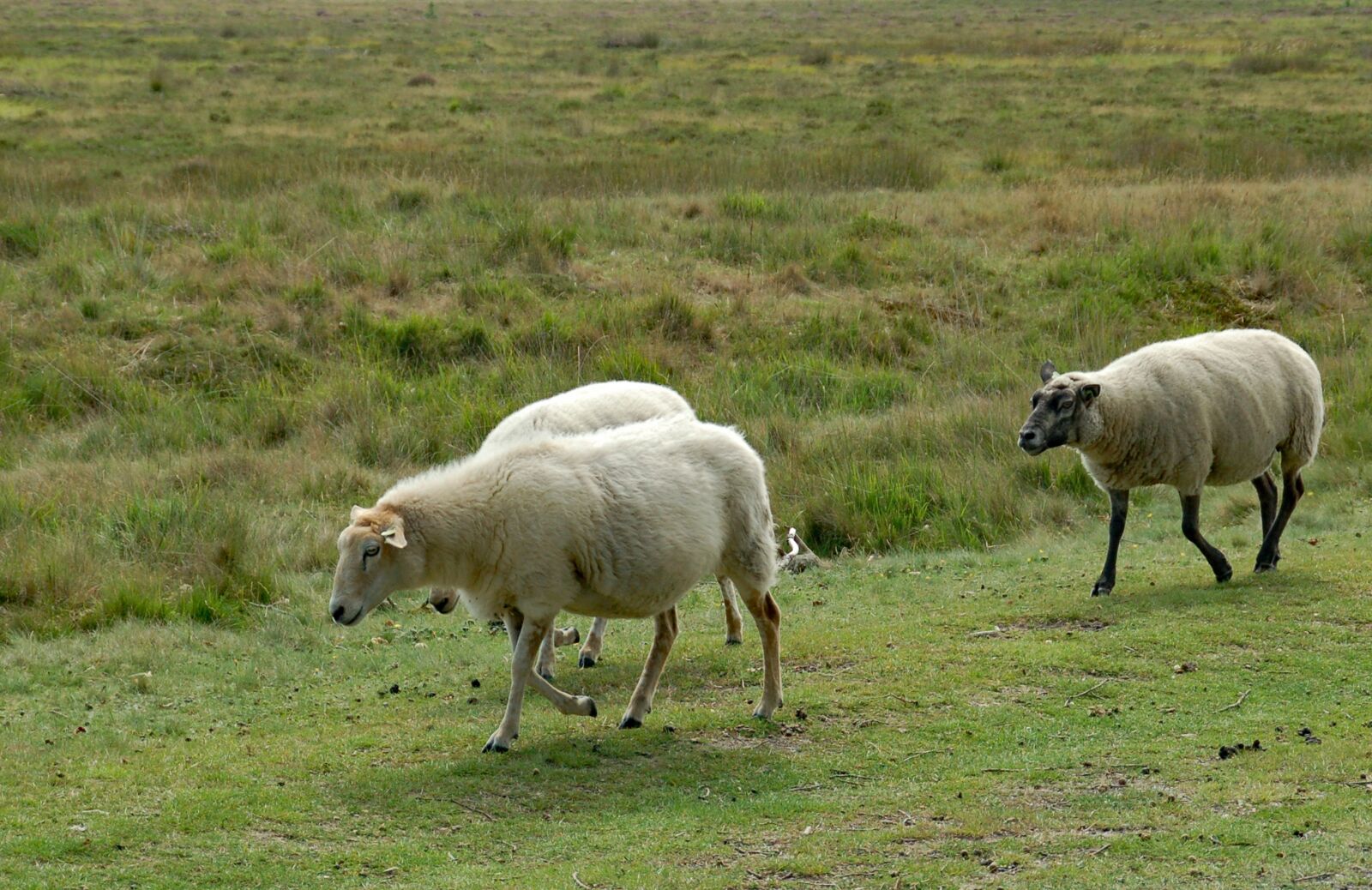 Nikon D50 sample photo. Sheep, appelscha, area photography