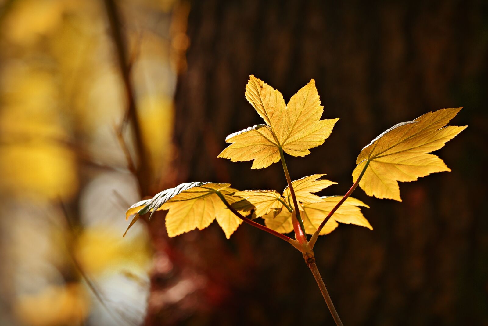 Nikon D750 sample photo. Autumn leaf, vein, pattern photography