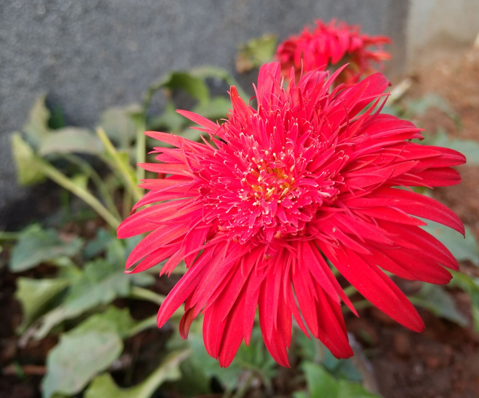 Motorola Moto G (4) sample photo