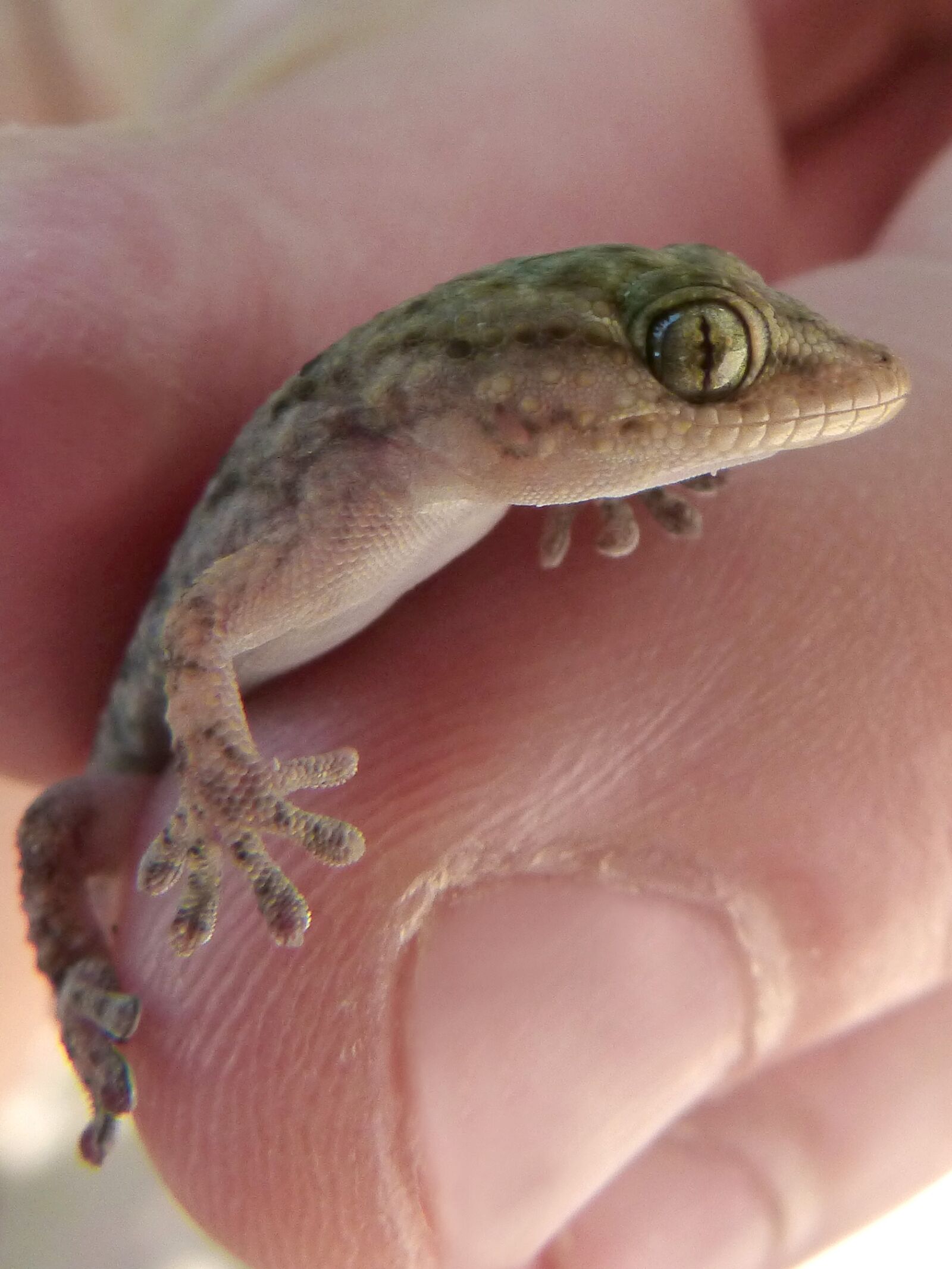 Panasonic DMC-FZ62 sample photo. Gecko, dragon, small photography