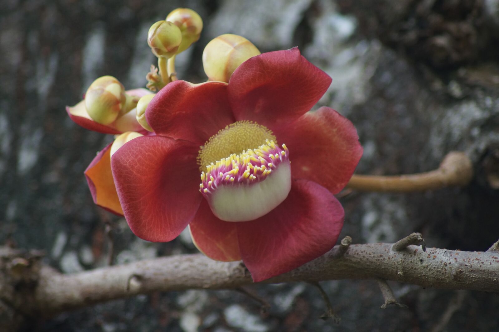 Sony SLT-A58 sample photo. Flower, tree, nature photography