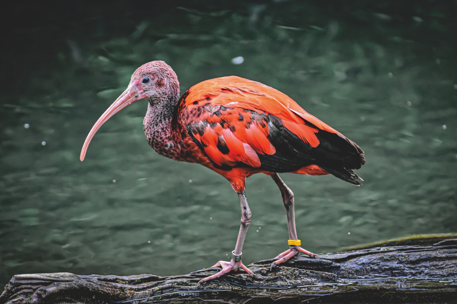 Nikon D7200 sample photo. Ibis, young animal, eudocimus photography