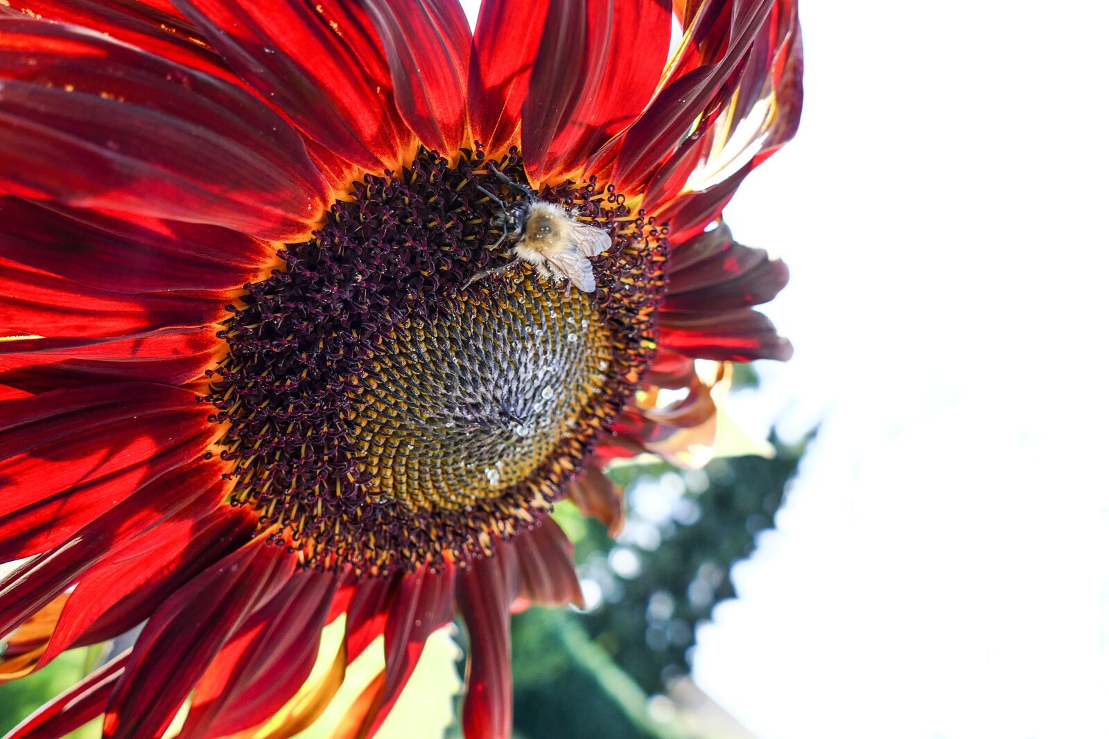 Panasonic Lumix DMC-FZ1000 sample photo. Sunflower, pollination, blossom photography