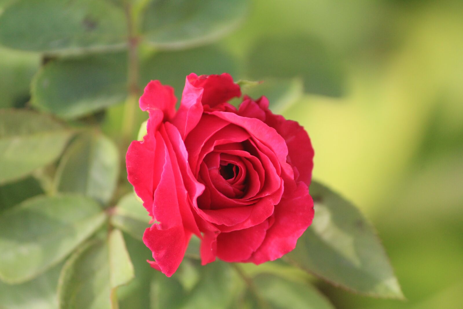 Canon EOS 1200D (EOS Rebel T5 / EOS Kiss X70 / EOS Hi) sample photo. Red rose, rose, blossom photography