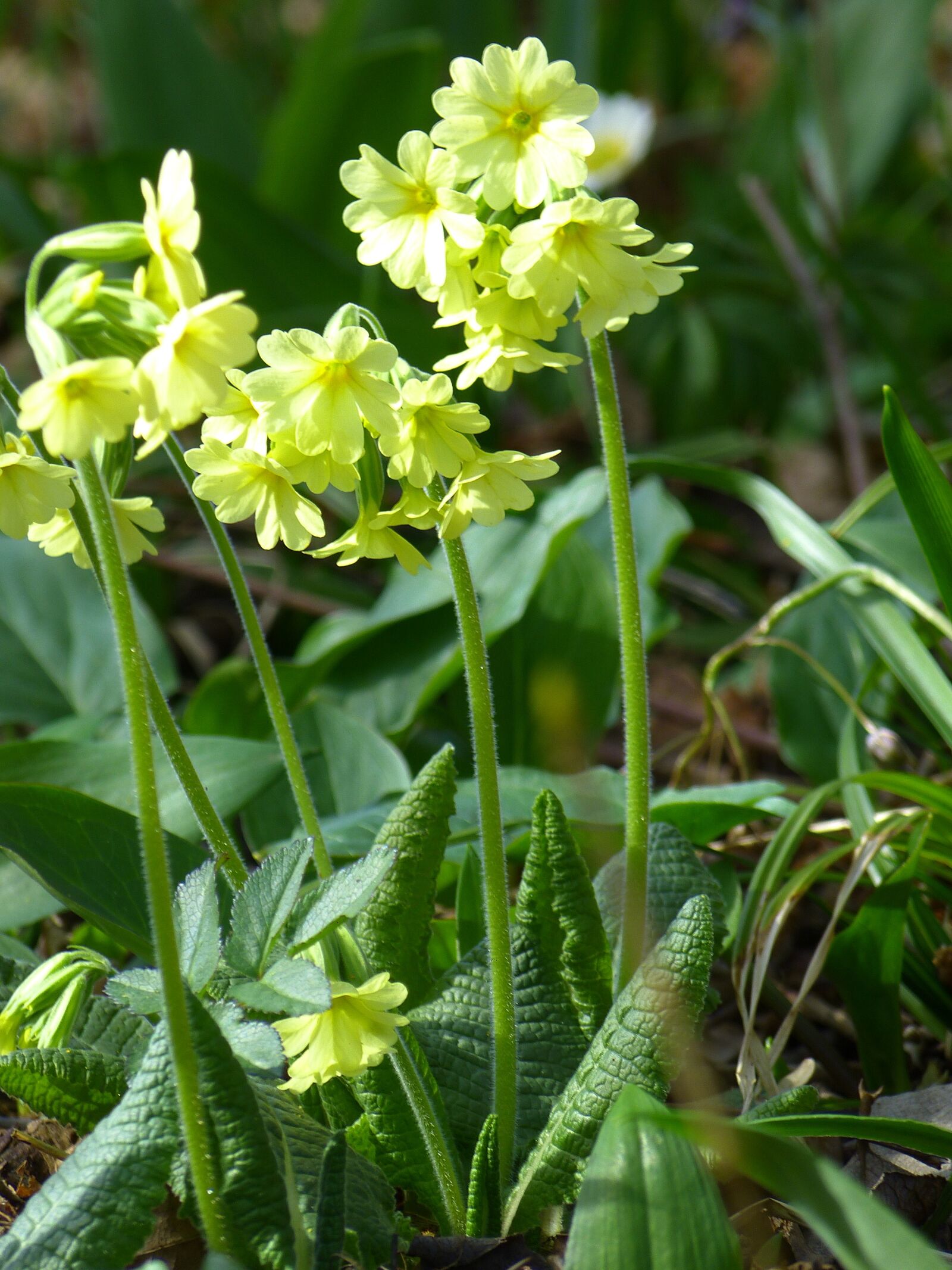 Panasonic Lumix DMC-FZ150 sample photo. Cowslip, forest primrose, high photography