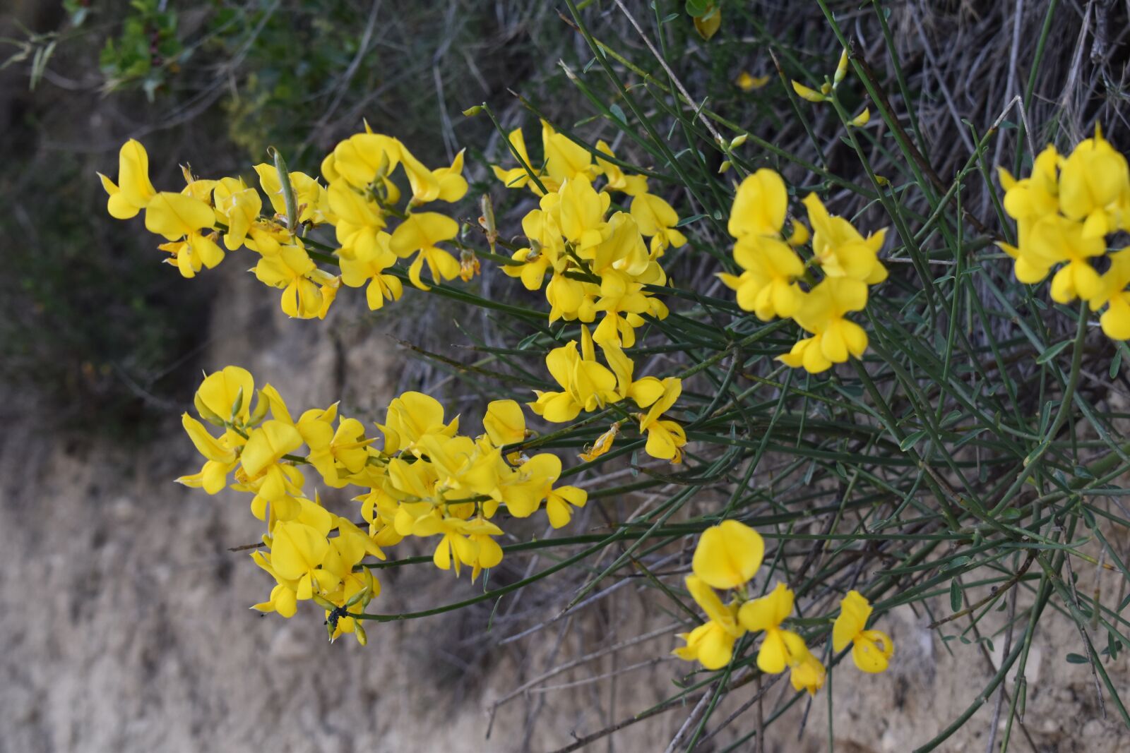 Nikon D5600 sample photo. Flower, yellow, countryside photography