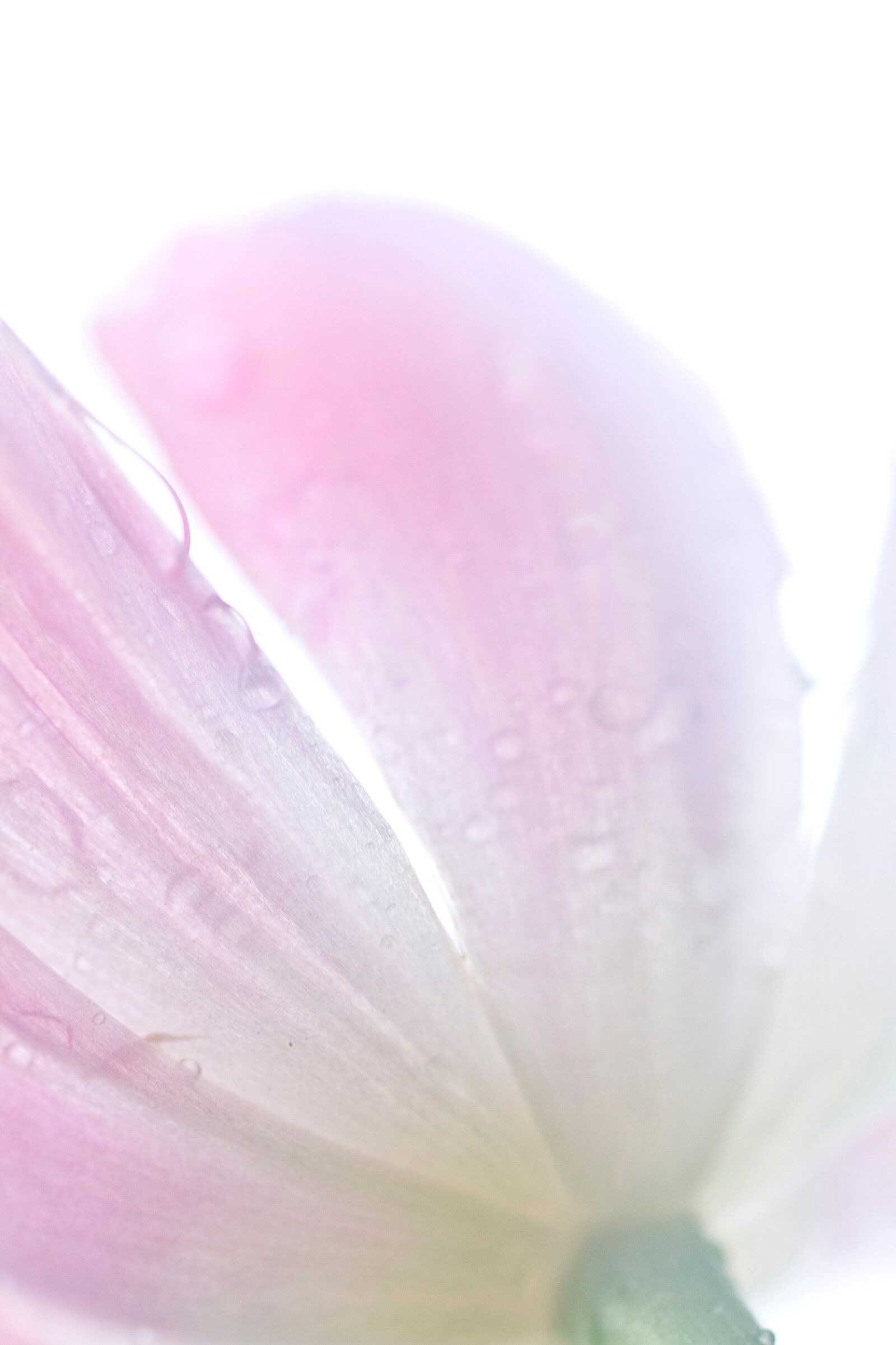 Canon EOS 7D + Sigma 50mm f/2.8 EX sample photo. After, the, rain, flower photography