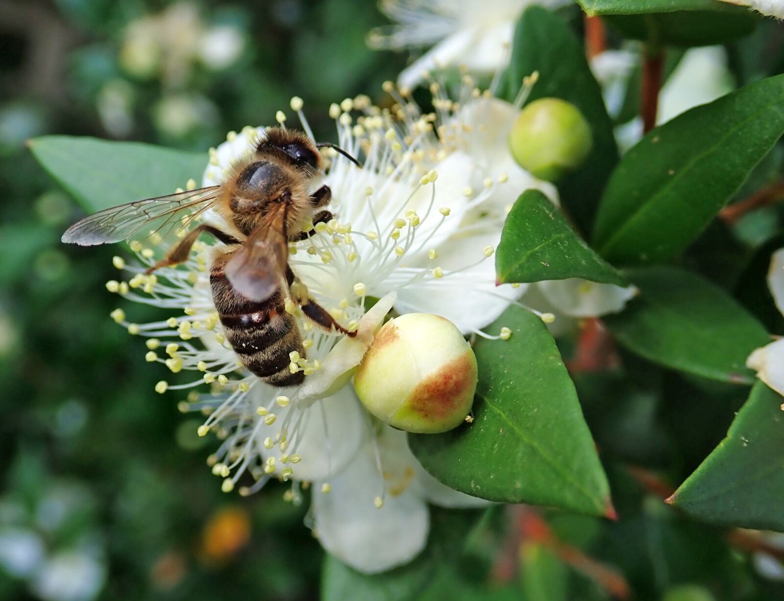 Olympus TG-5 sample photo. Bee, insect, myrtle photography